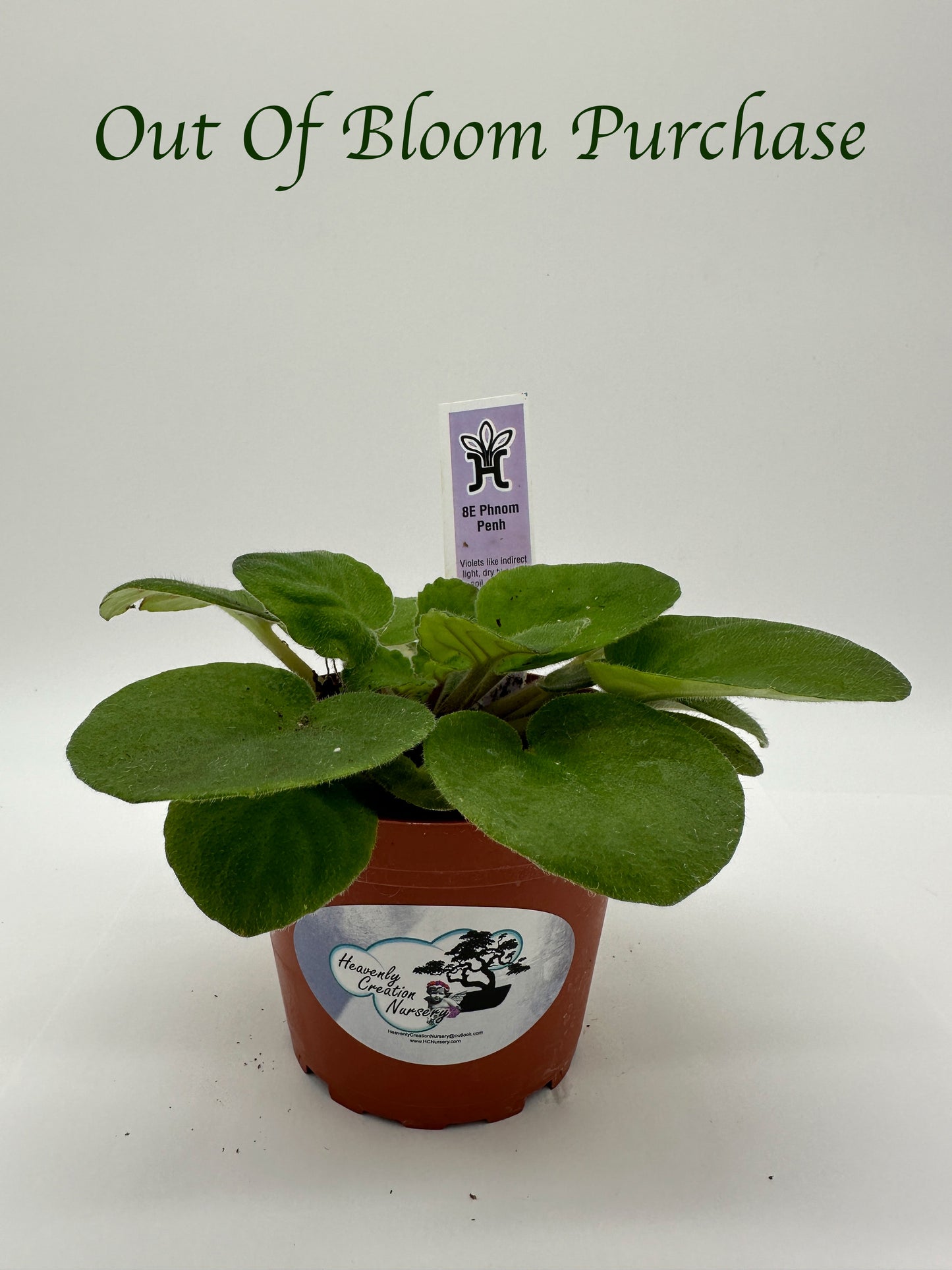 8E Phnom Penh - Live African Violet 4"