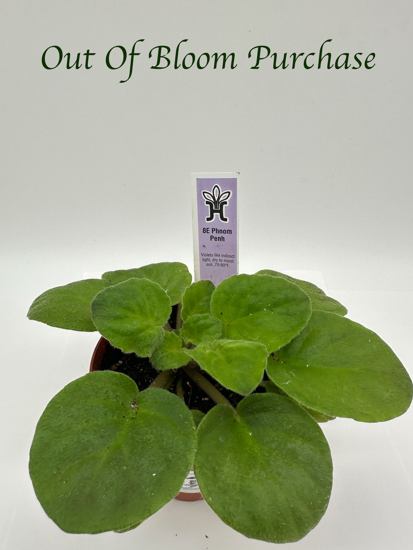 8E Phnom Penh - Live African Violet 4"
