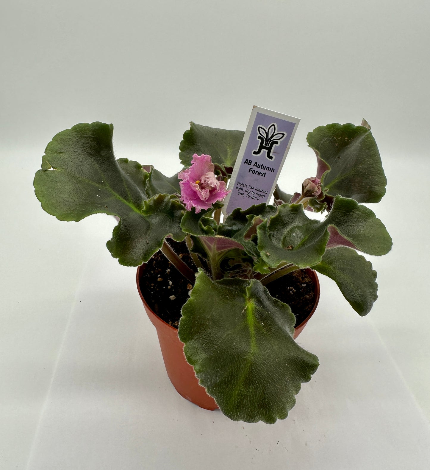 AB Autumn Forest - Live African Violet 4"