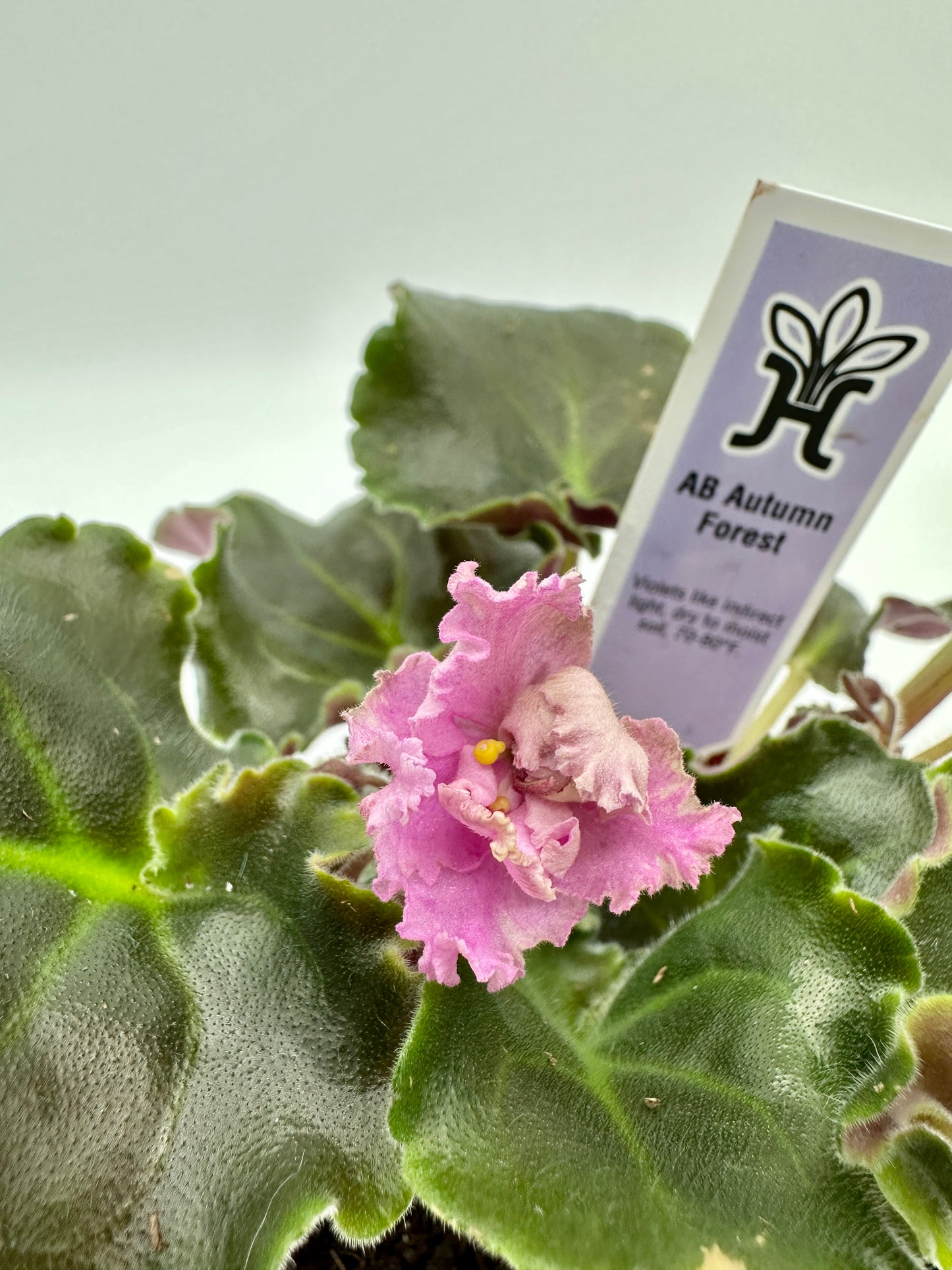 AB Autumn Forest - Live African Violet 4"