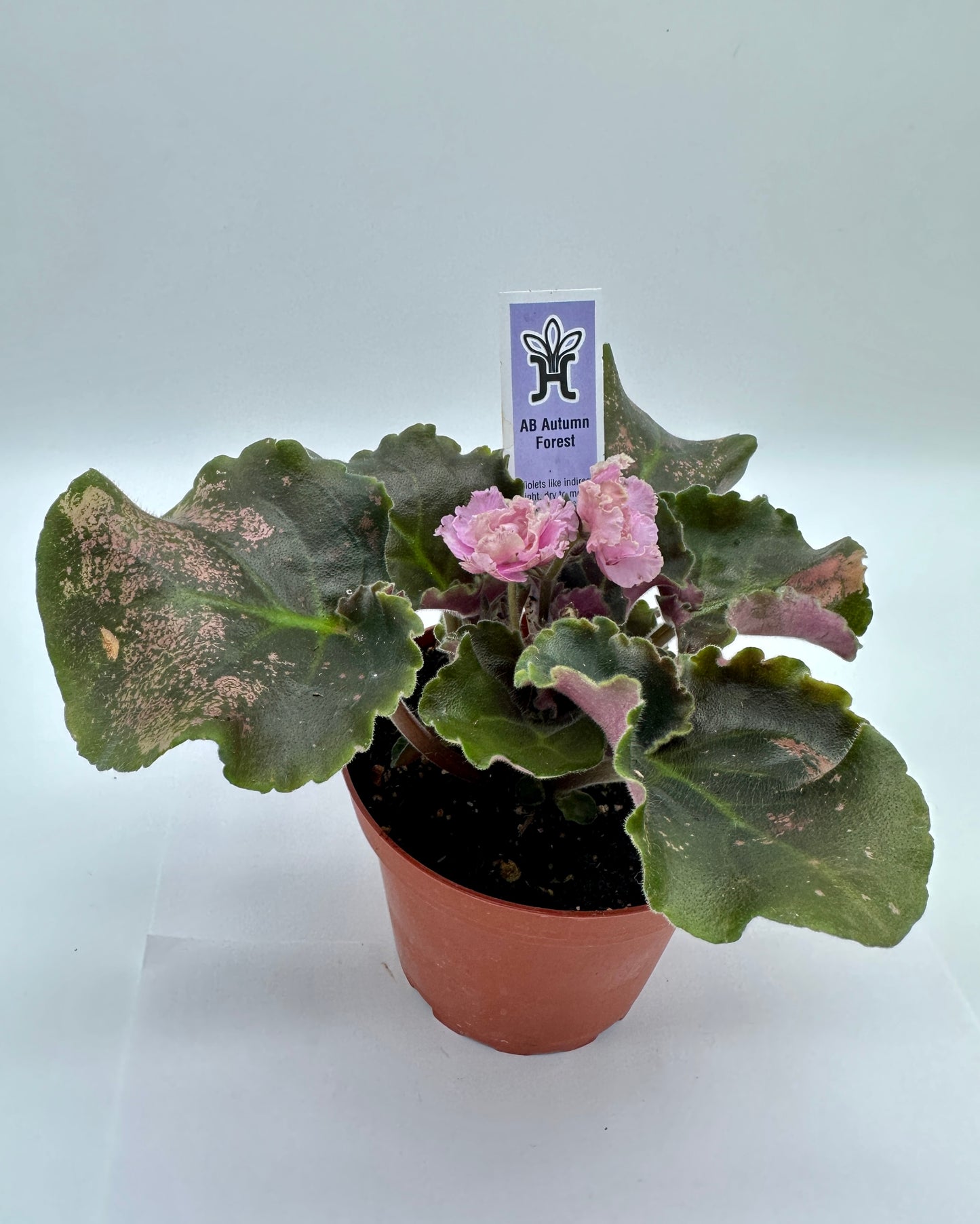 AB Autumn Forest - Live African Violet 4"