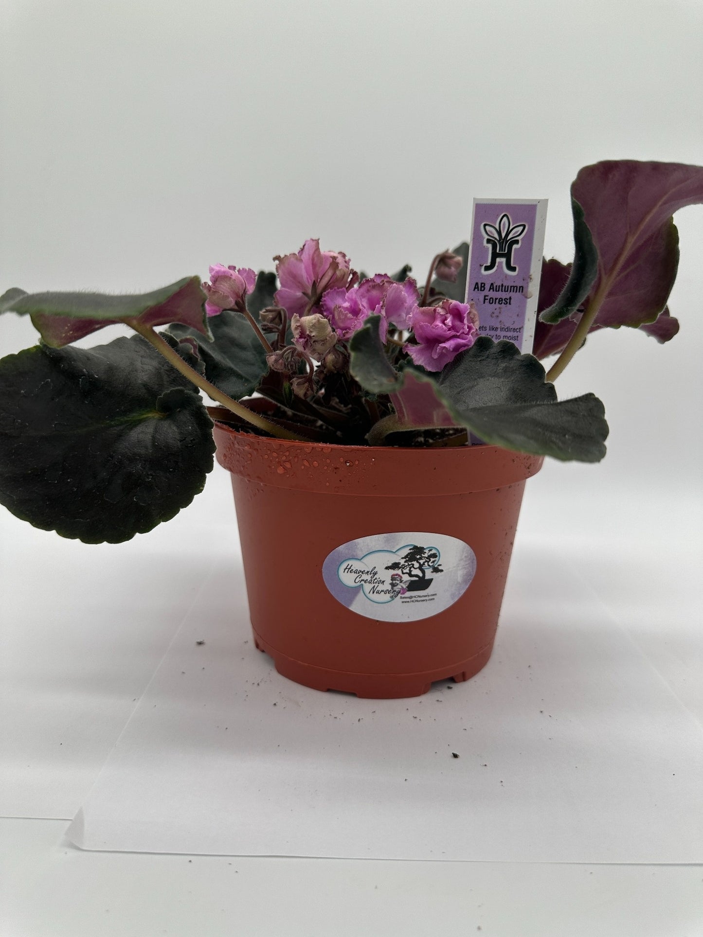 AB Autumn Forest - Live African Violet 6"