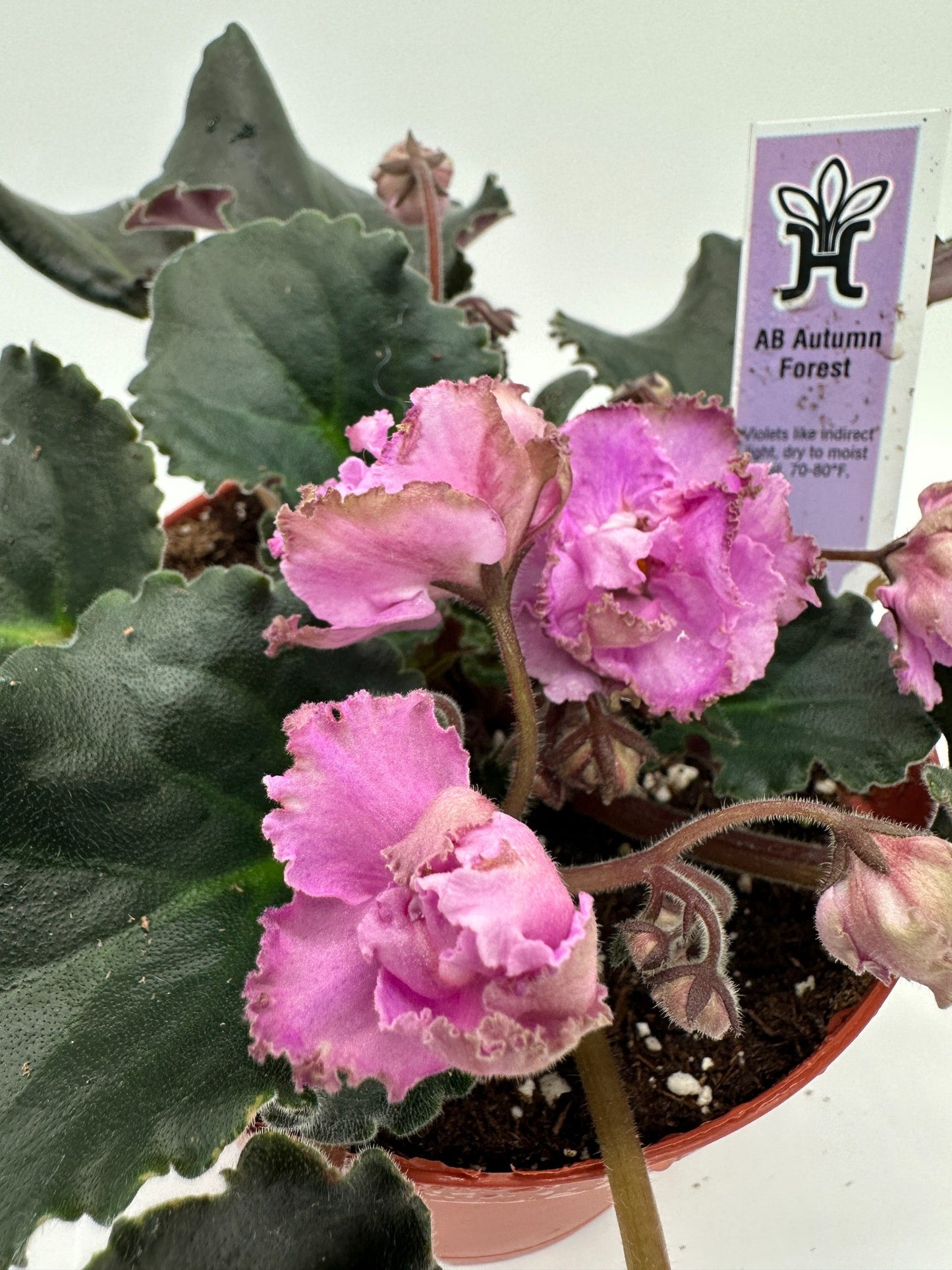 AB Autumn Forest - Live African Violet 6"