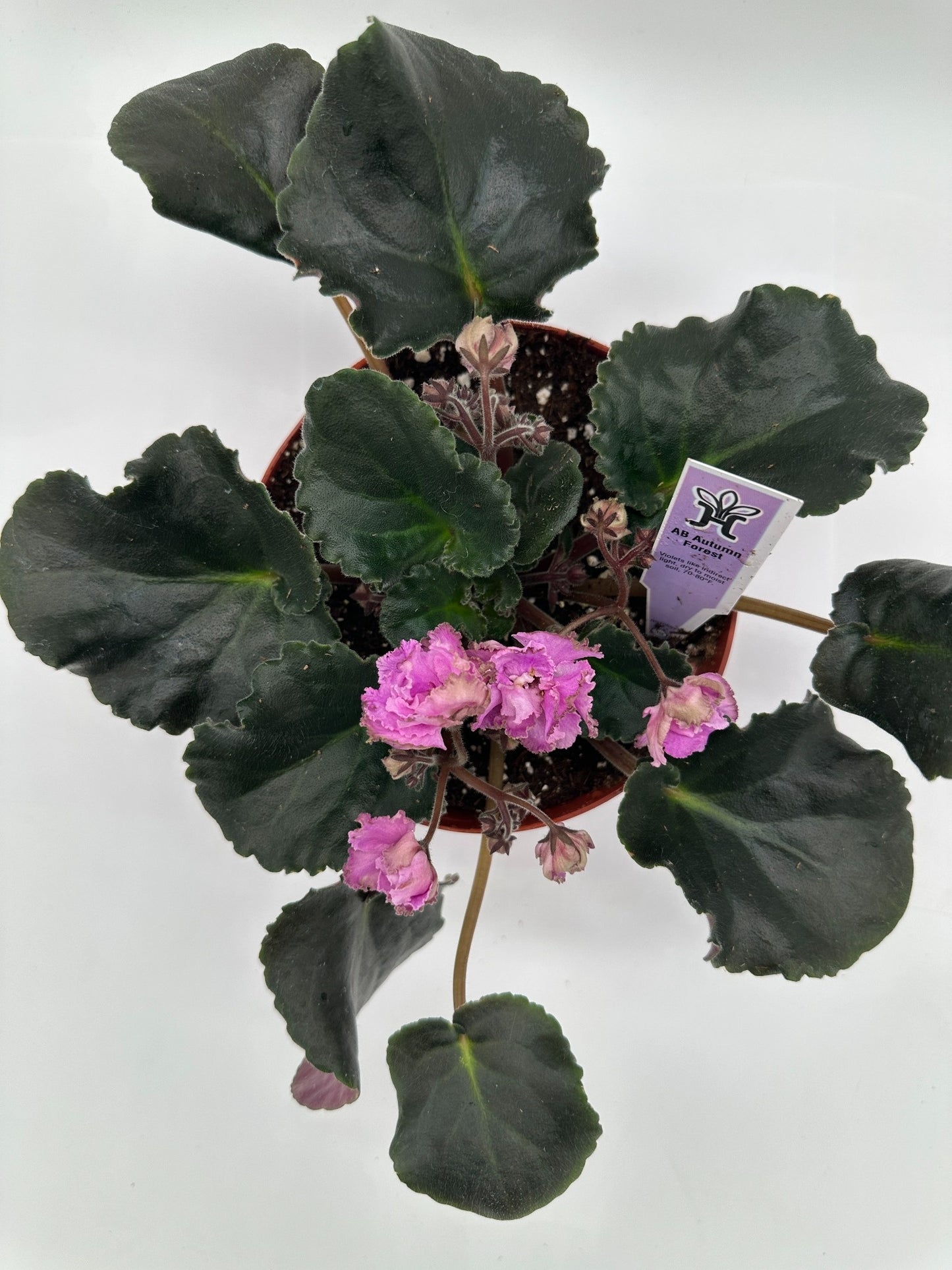 AB Autumn Forest - Live African Violet 6"