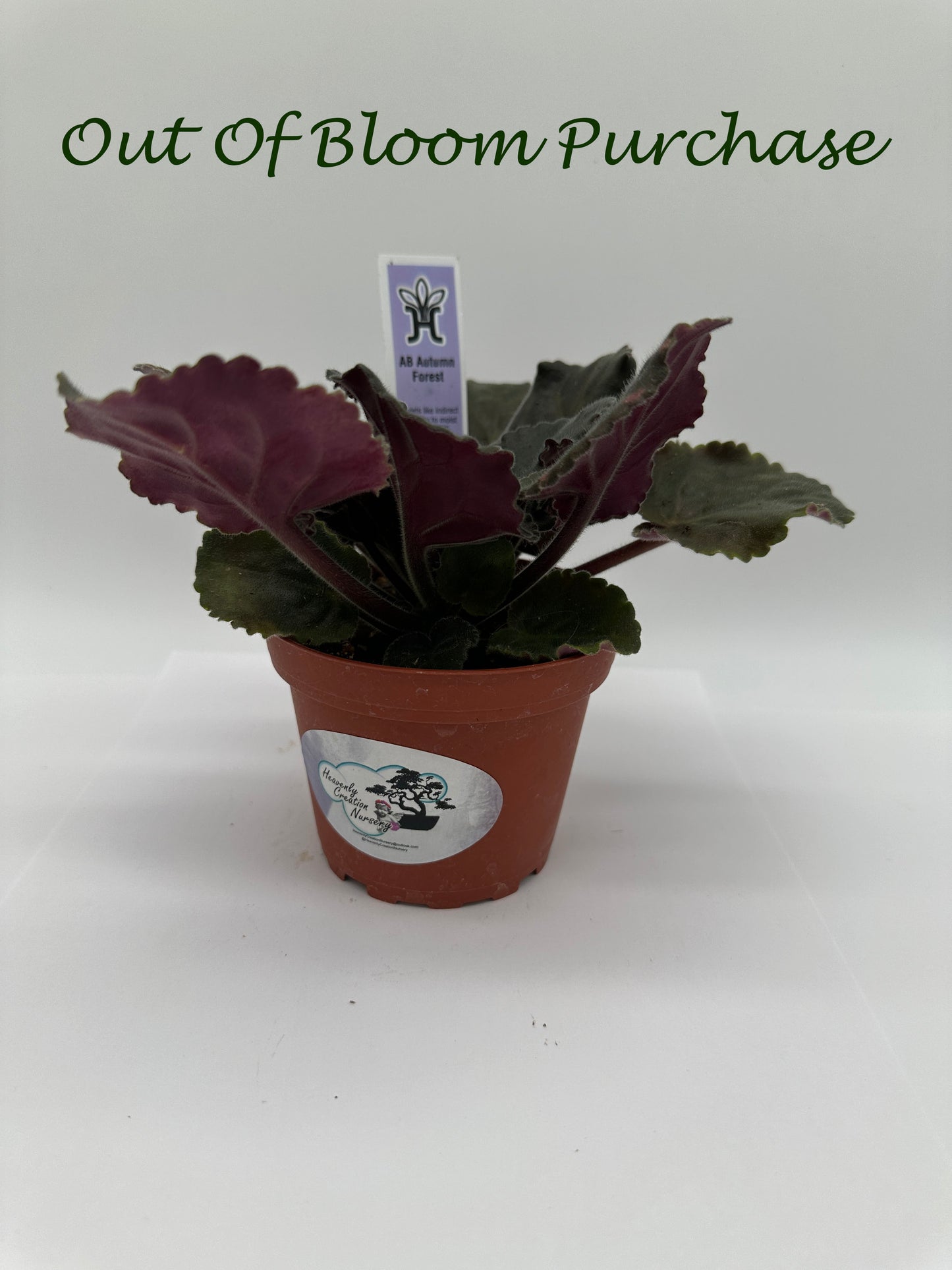 AB Autumn Forest - Live African Violet 4"