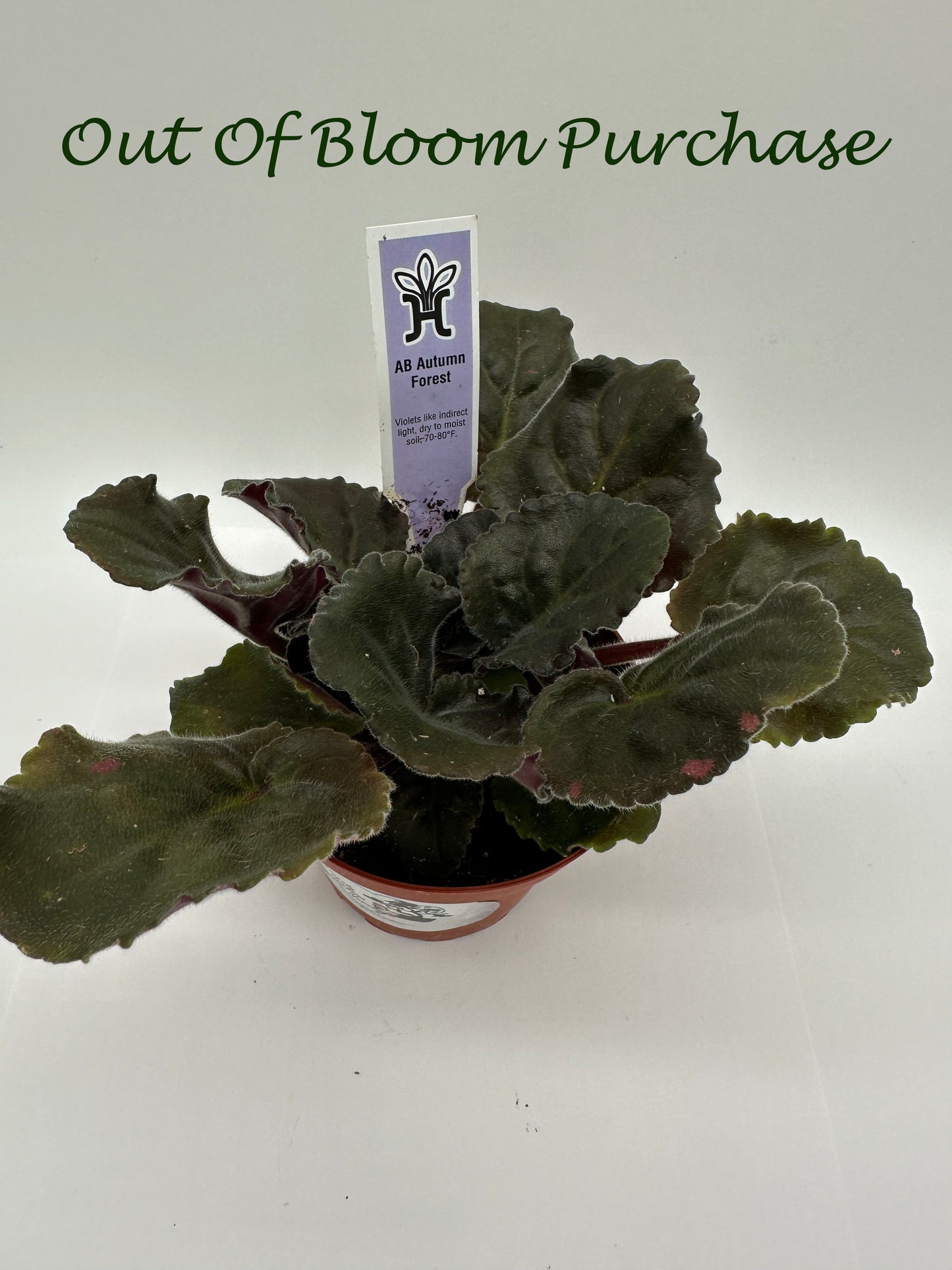 AB Autumn Forest - Live African Violet 4"