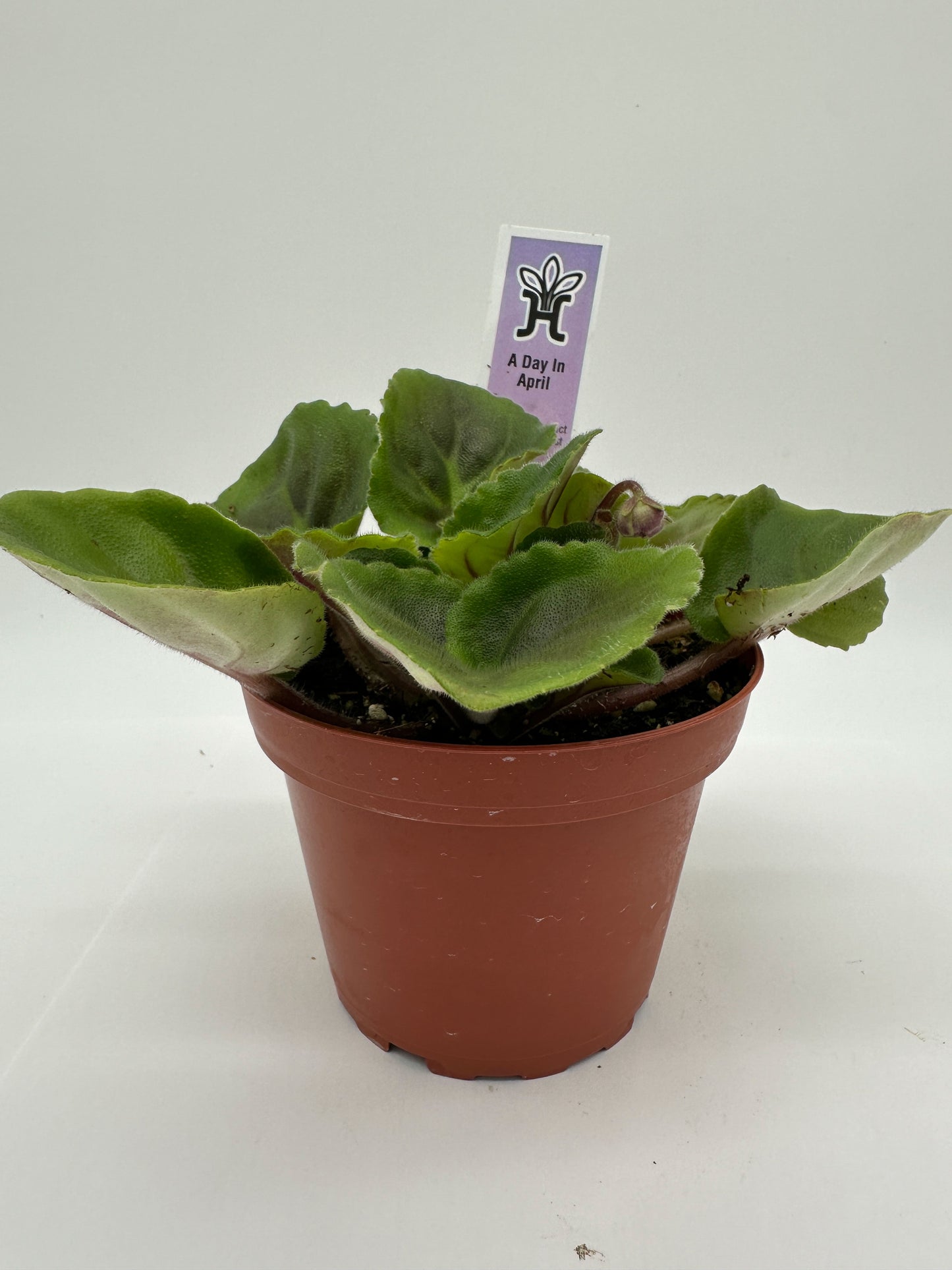 A Day In April - Live African Violet 4"