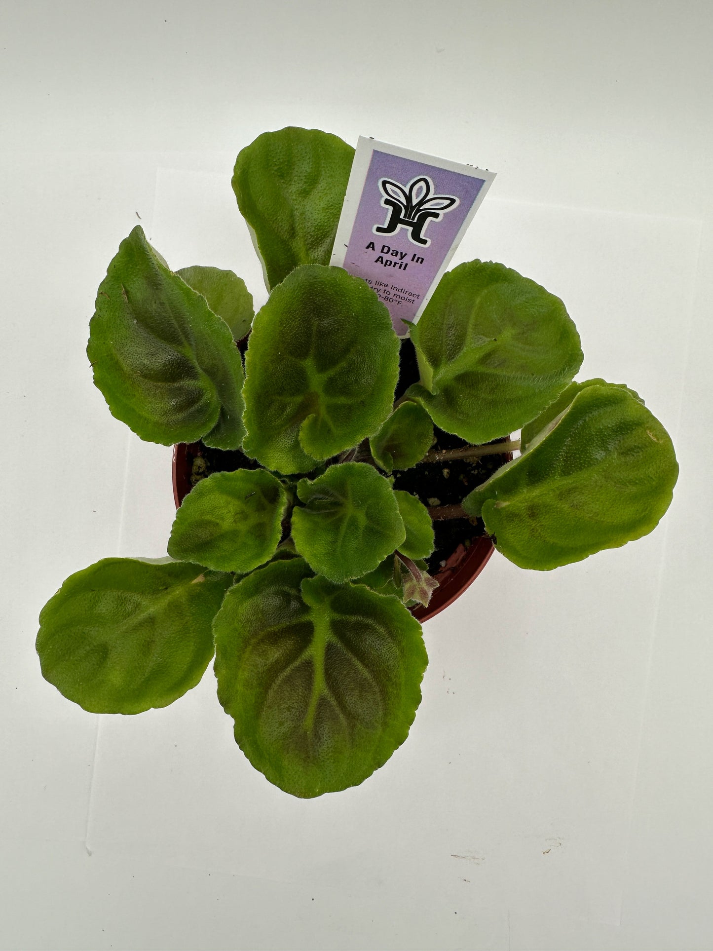 A Day In April - Live African Violet 4"