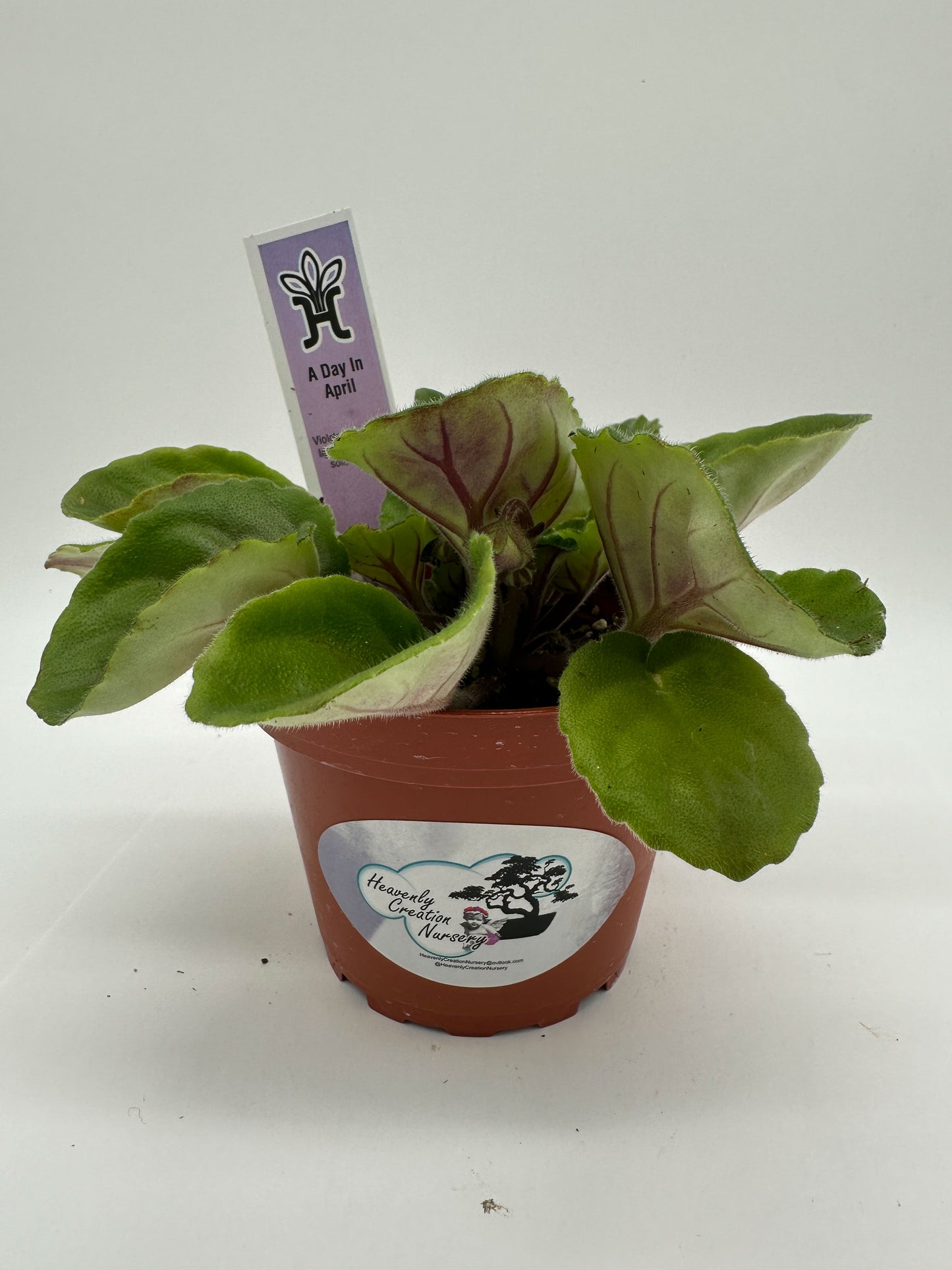 A Day In April - Live African Violet 4"