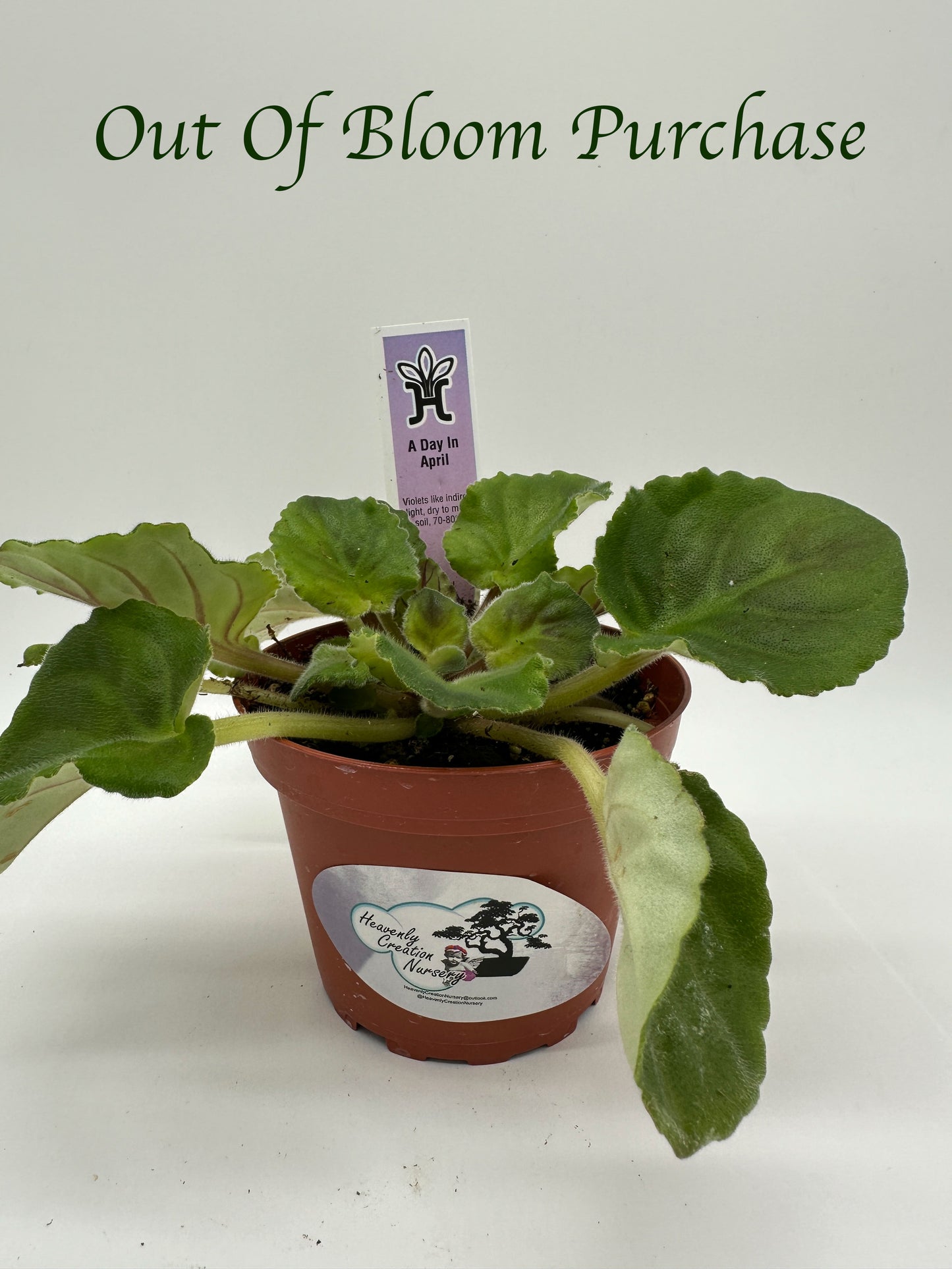A Day In April - Live African Violet 4"