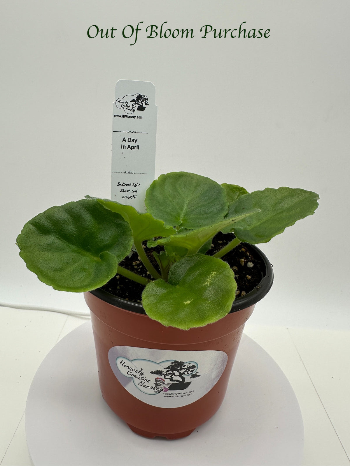 A Day In April - Live African Violet 4"
