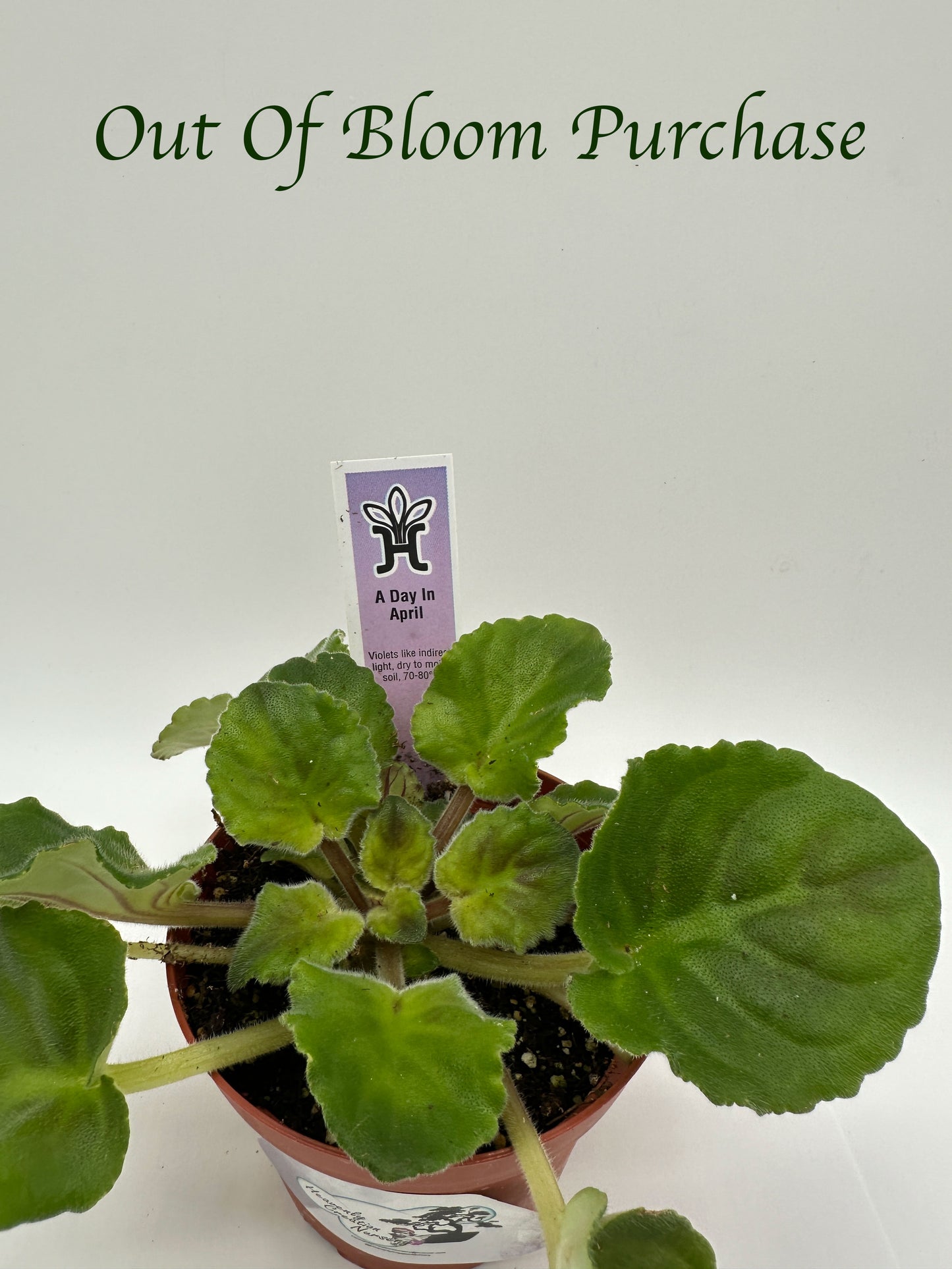 A Day In April - Live African Violet 4"