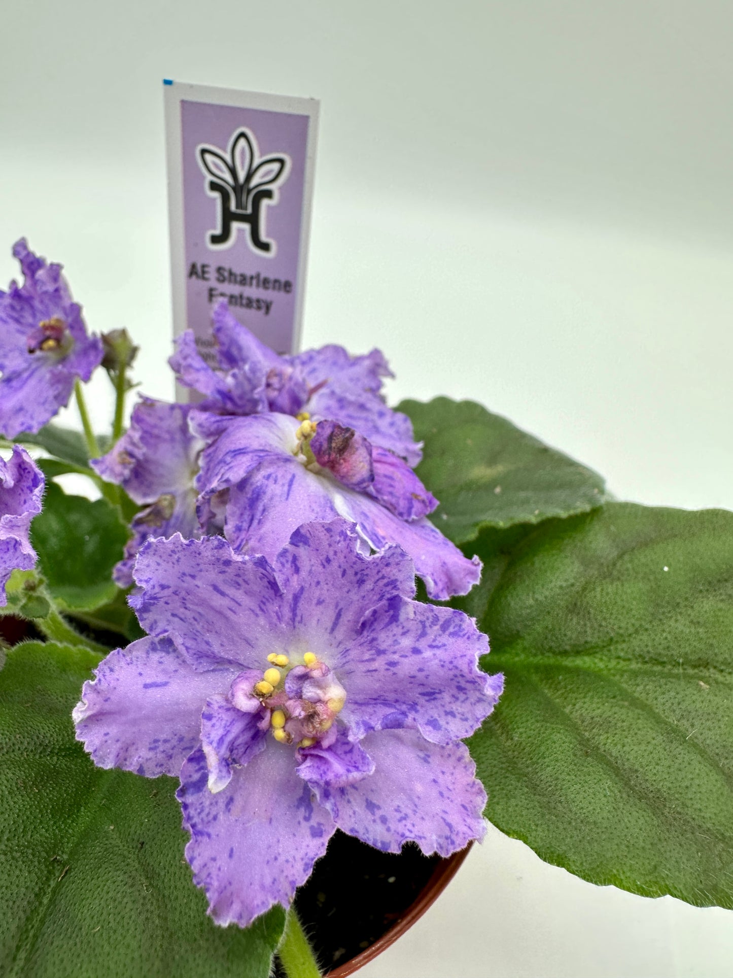 AE Sharlene Fantasy - Live African Violet 4"