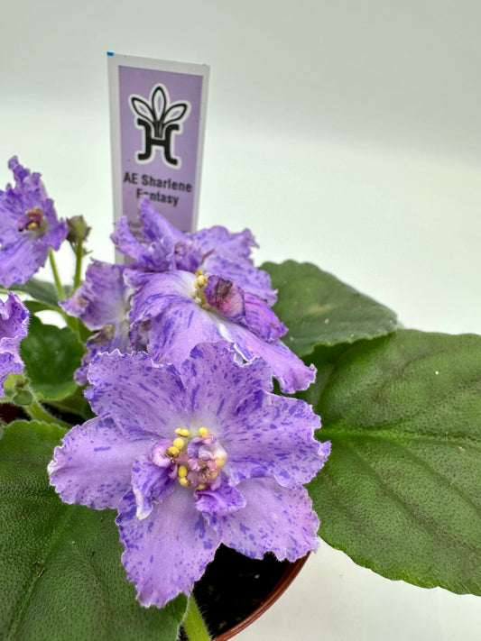 AE Sharlene Fantasy - Live African Violet 4"