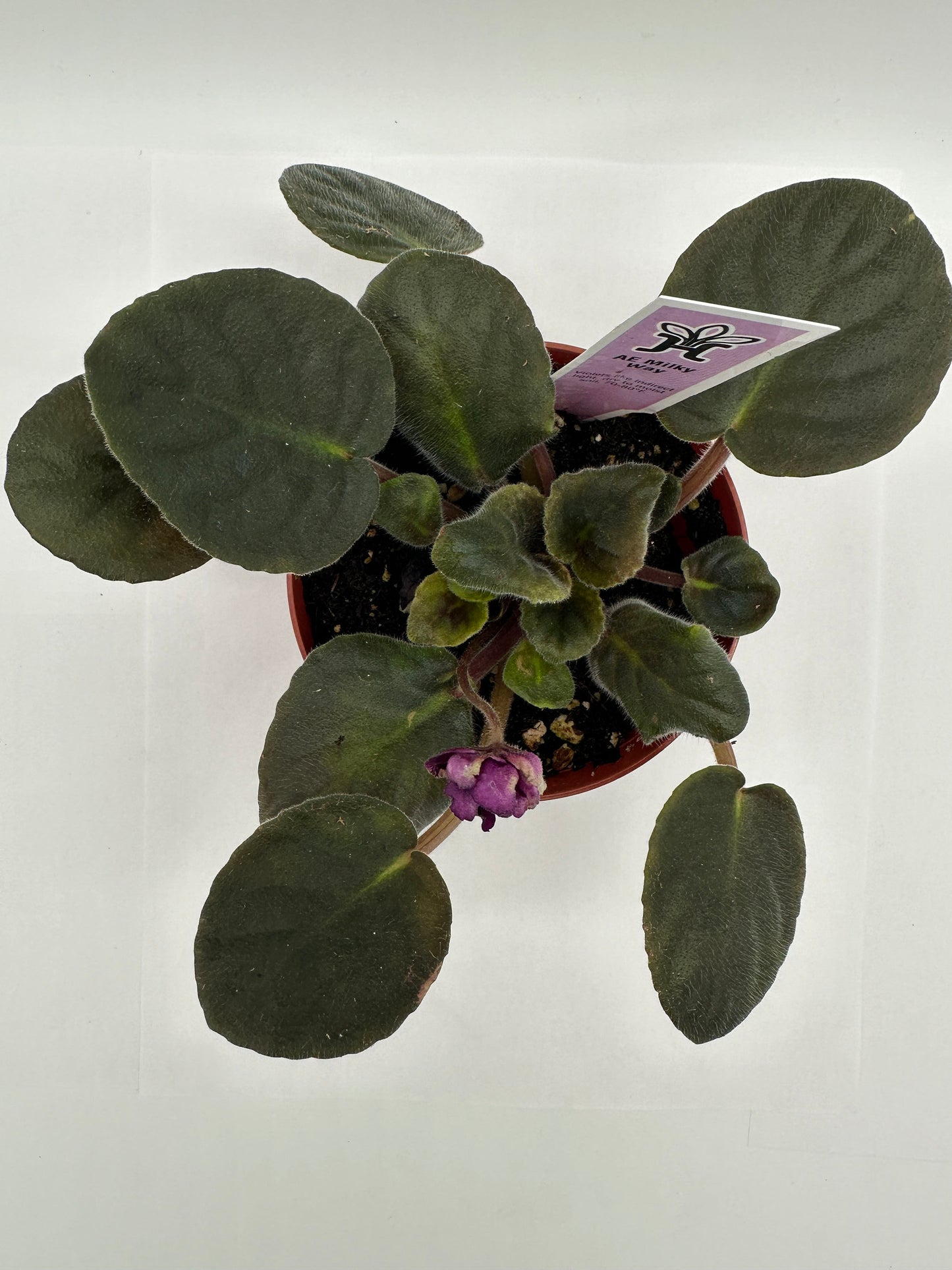 AE Milky Way - Live African Violet 4"