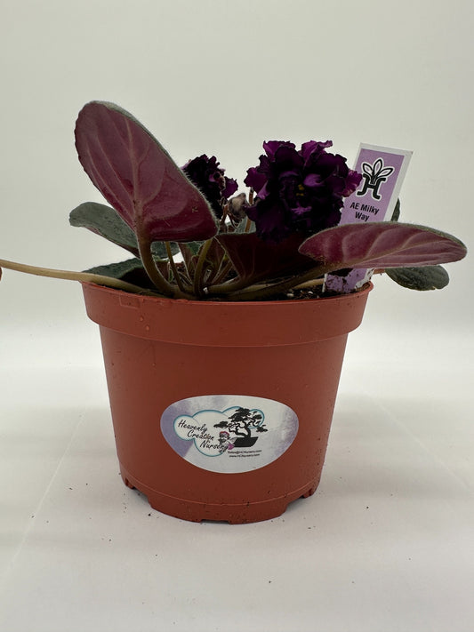 AE Milky Way - Live African Violet 6"