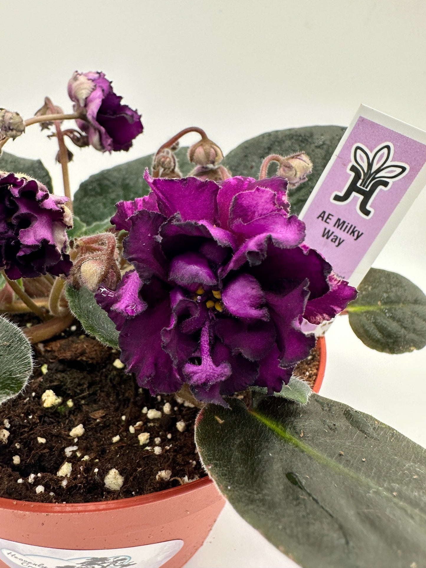 AE Milky Way - Live African Violet 6"