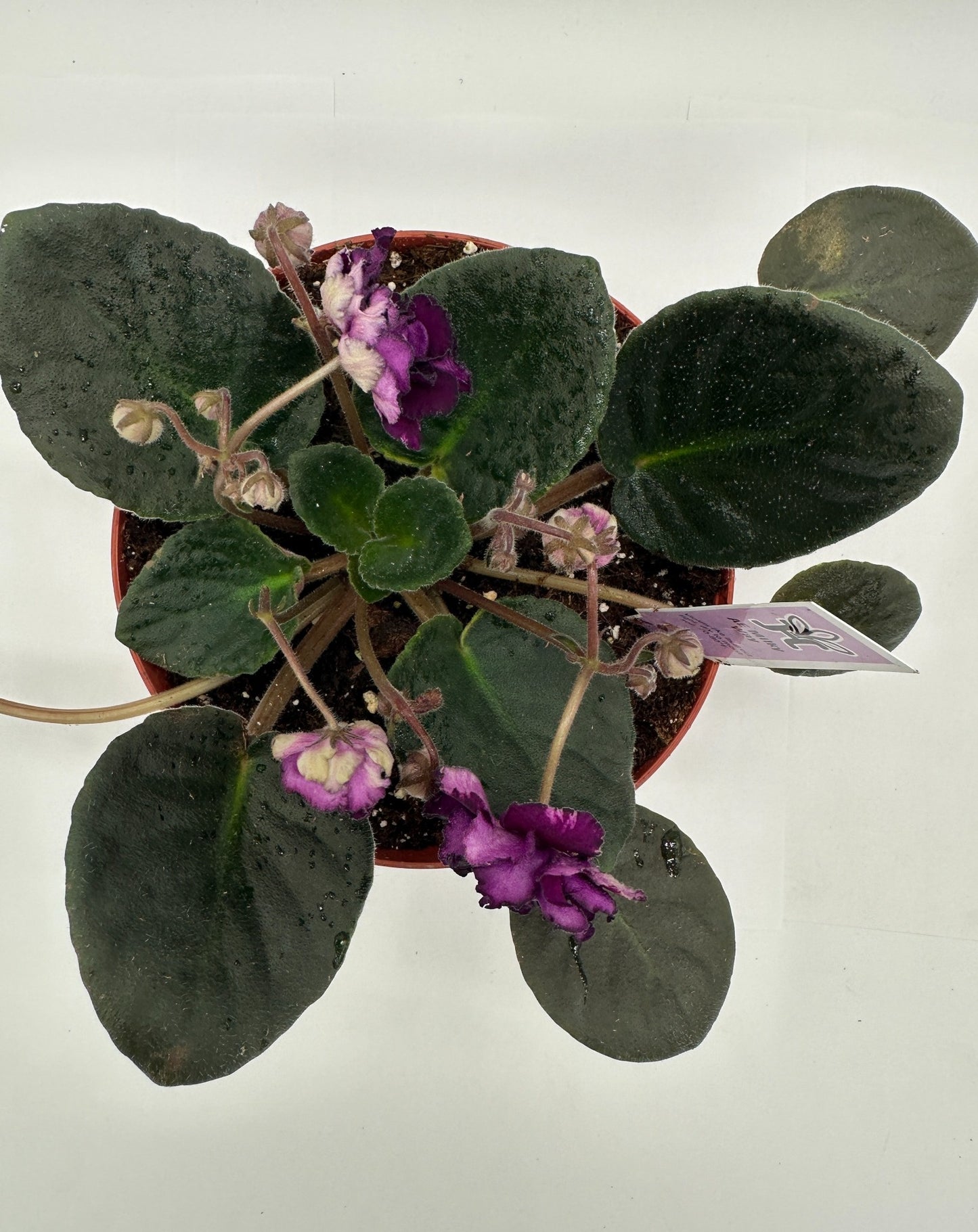AE Milky Way - Live African Violet 6"