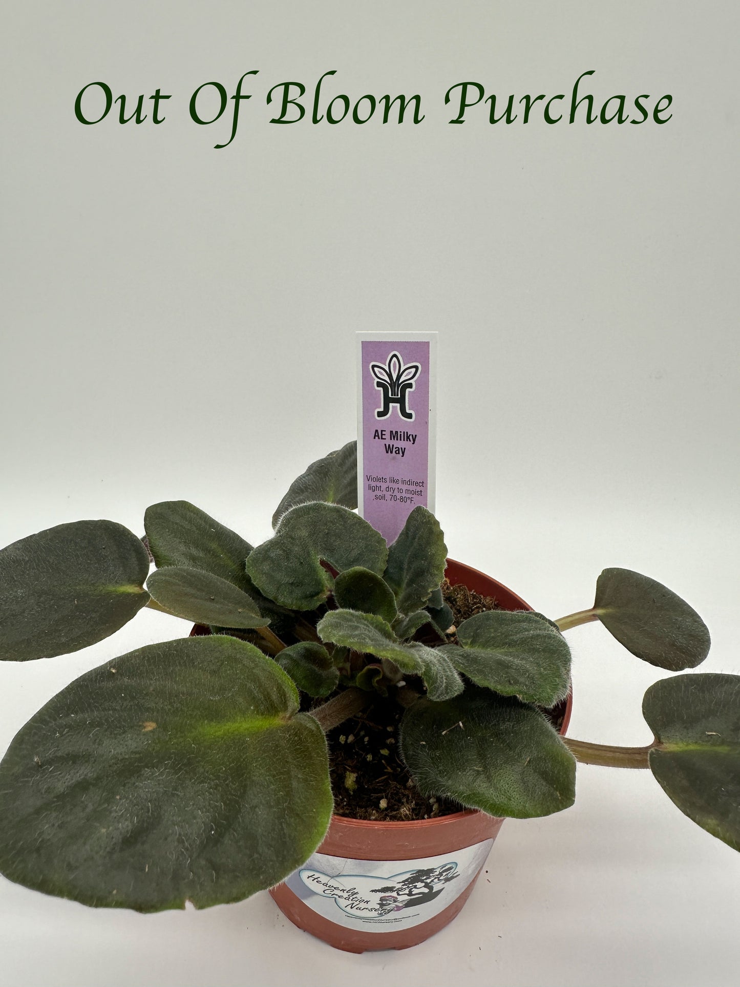 AE Milky Way - Live African Violet 4"