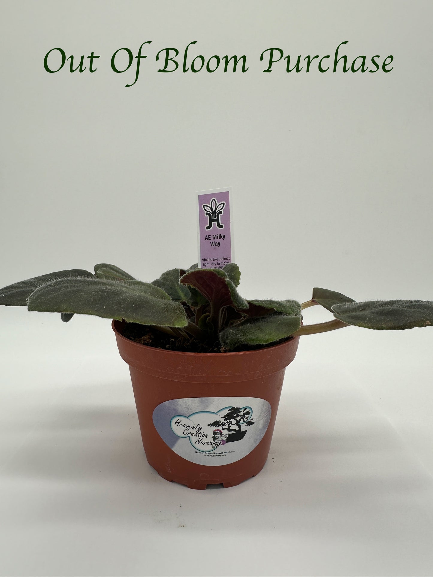 AE Milky Way - Live African Violet 4"