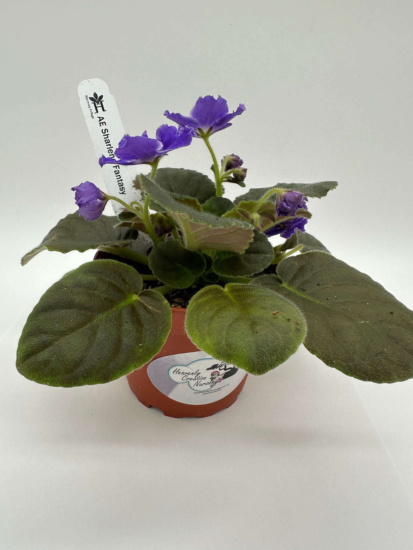 AE Sharlene Fantasy Dk Purple Hybrid - Live African Violet 4