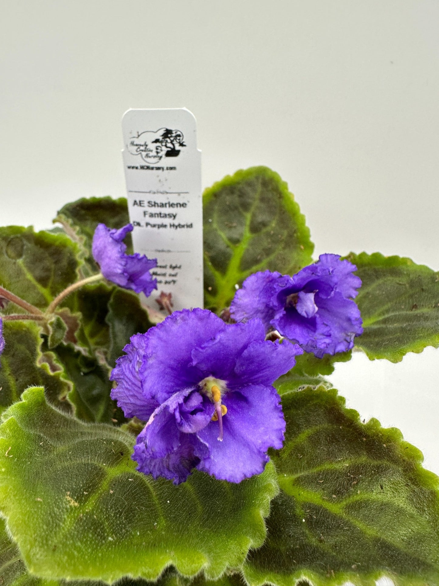 AE Sharlene Fantasy - Dk. Purple Hybrid - Live African Violet 6"
