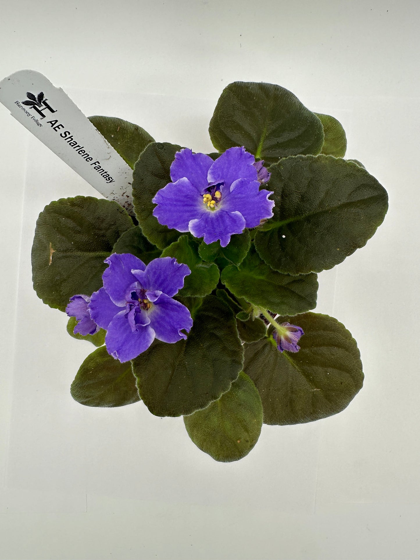 AE Sharlene Fantasy Dk Purple Hybrid - Live African Violet 4
