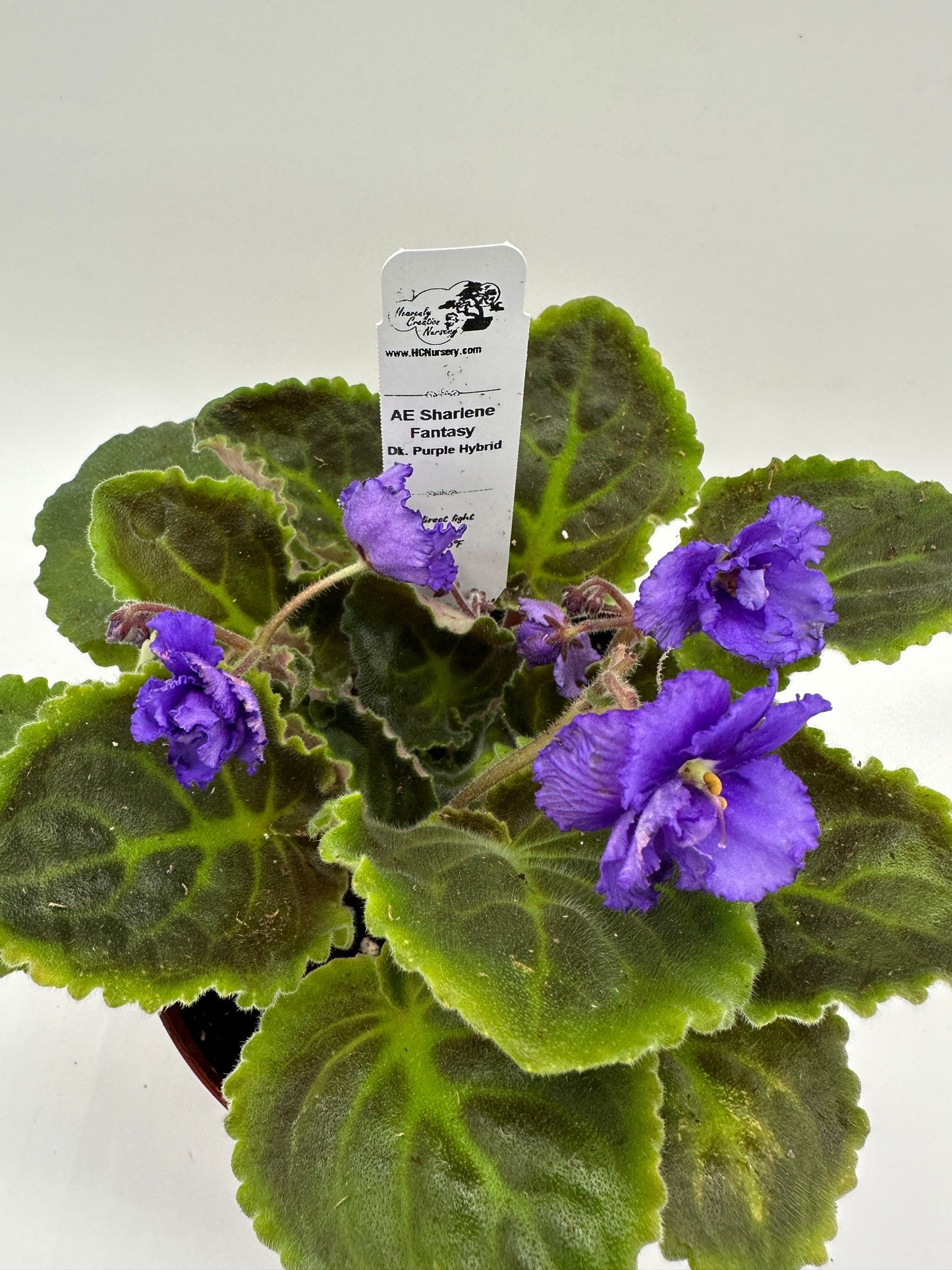 AE Sharlene Fantasy - Dk. Purple Hybrid - Live African Violet 6"