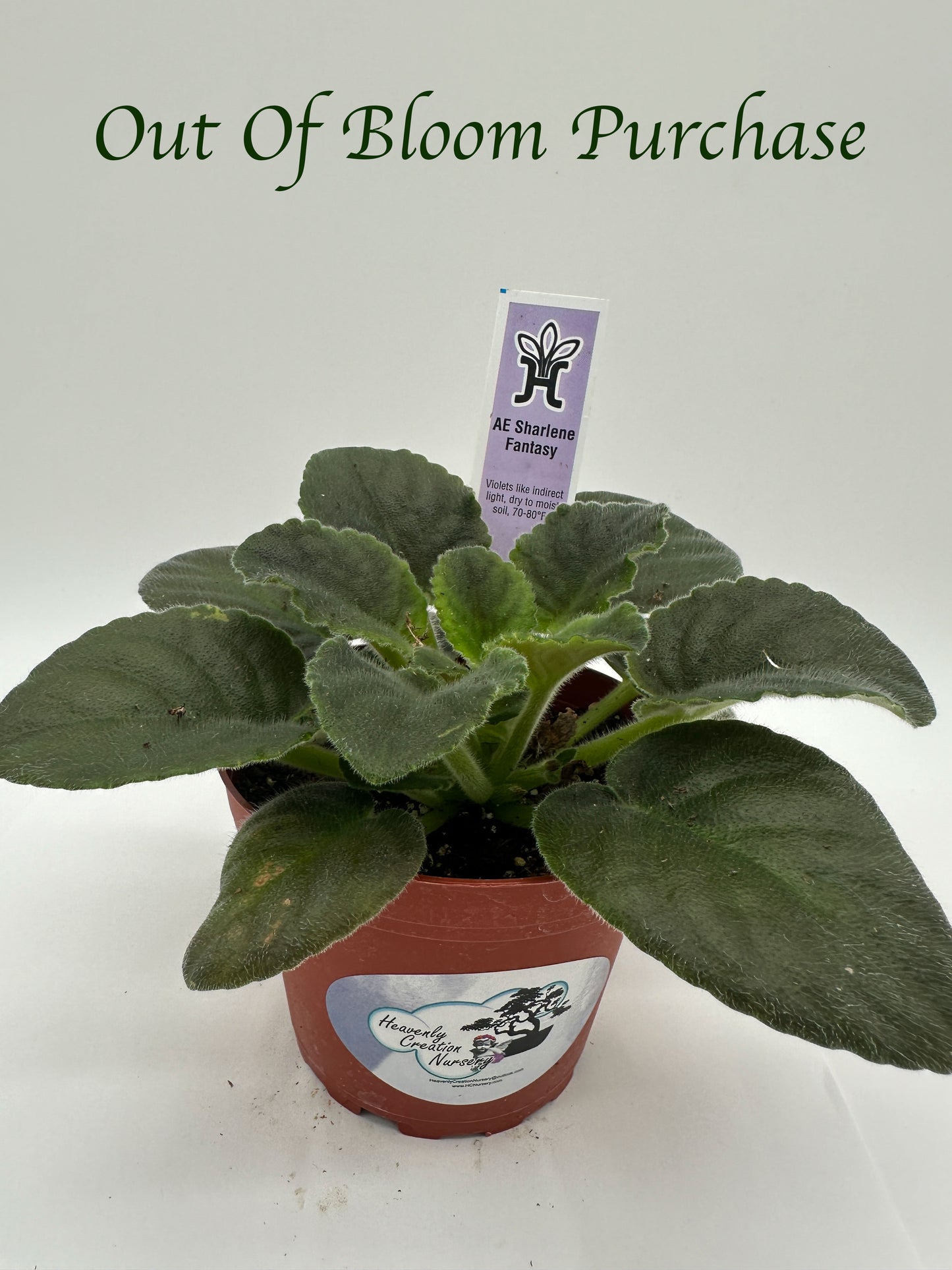 AE Sharlene Fantasy - Live African Violet 4"
