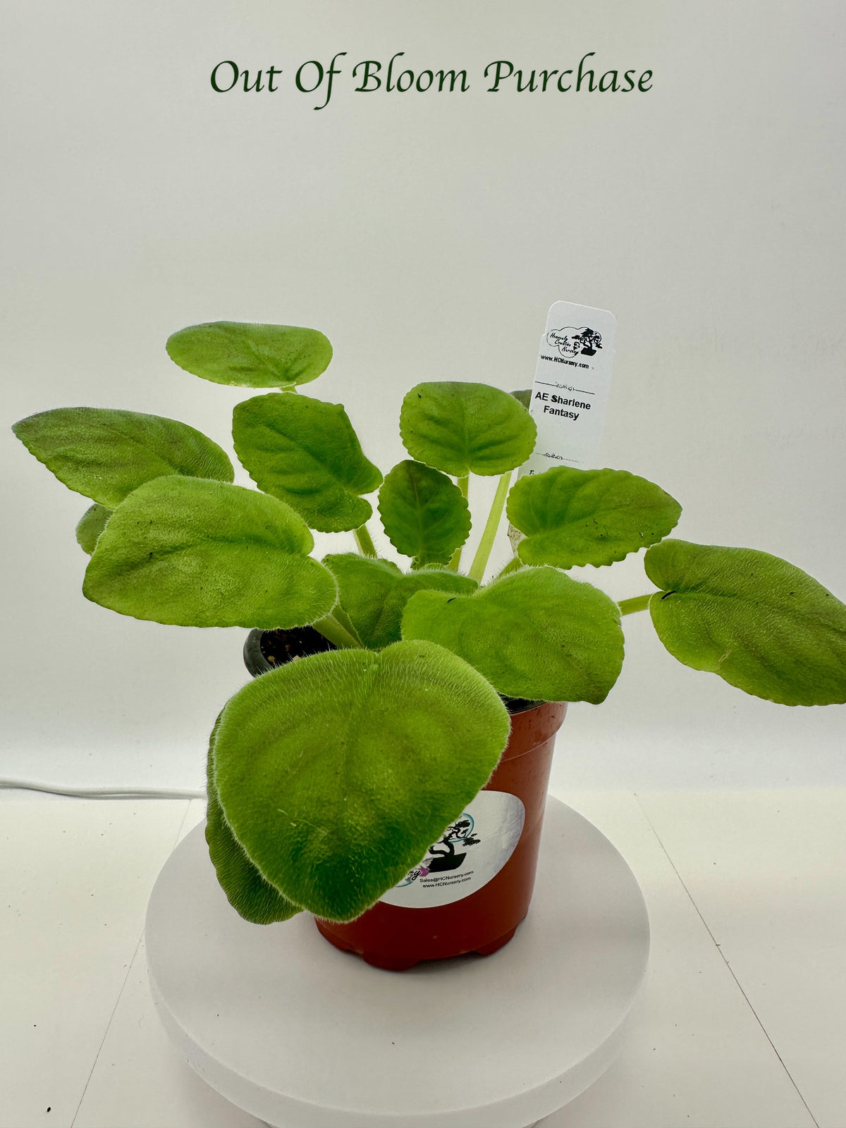 AE Sharlene Fantasy - Live African Violet 4"