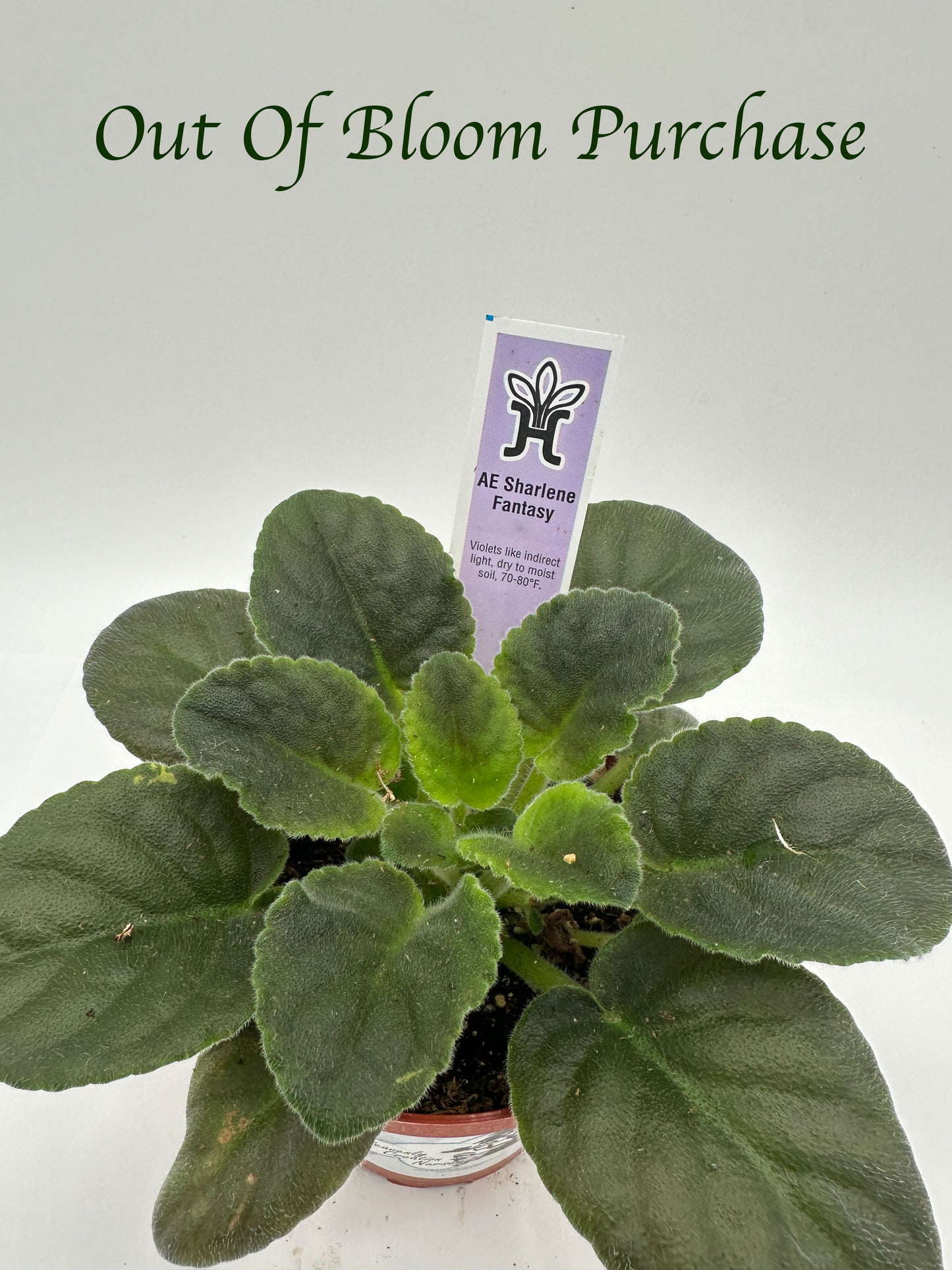 AE Sharlene Fantasy - Live African Violet 4"