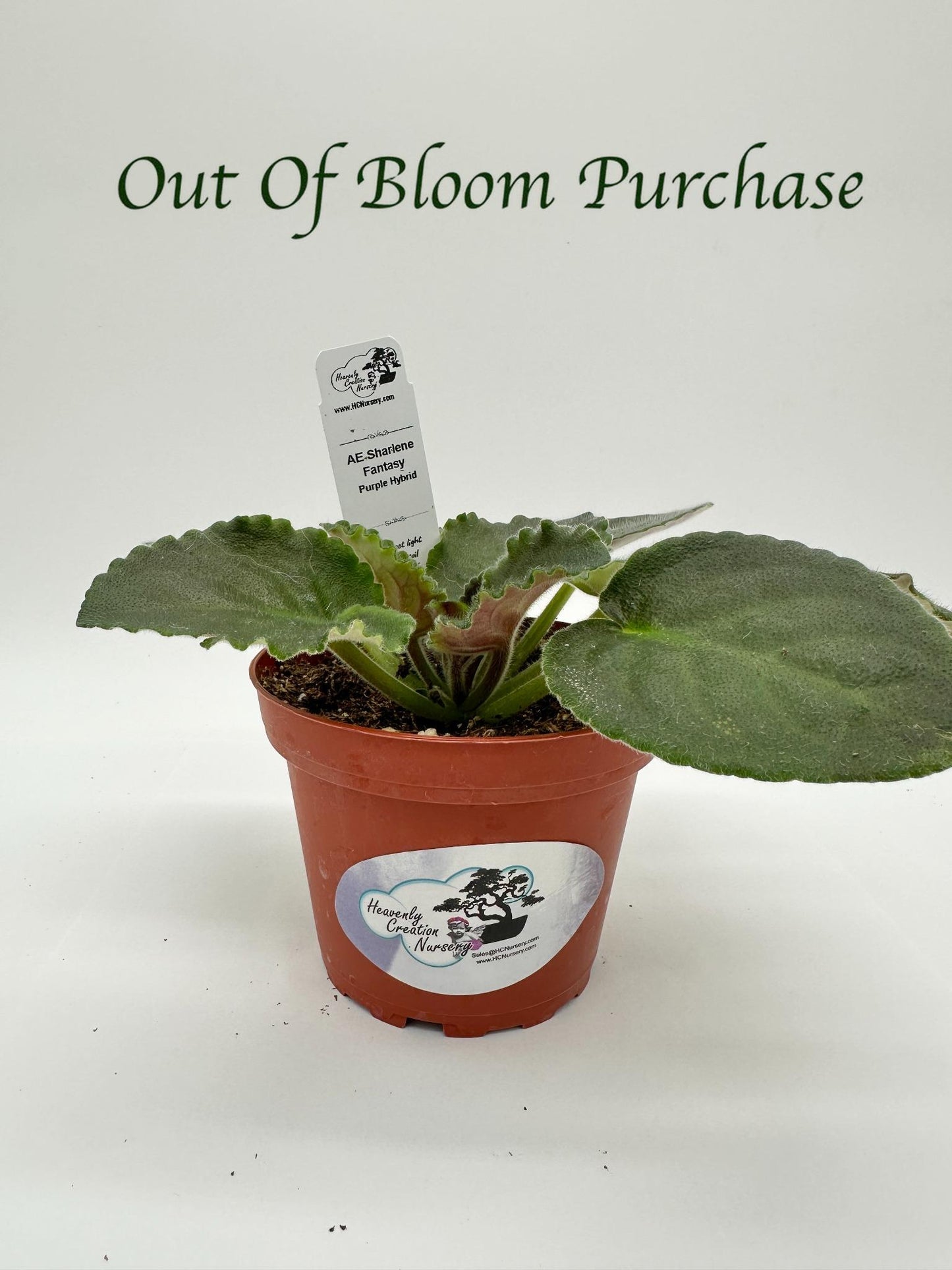 AE Sharlene Fantasy Dk Purple Hybrid - Live African Violet 4