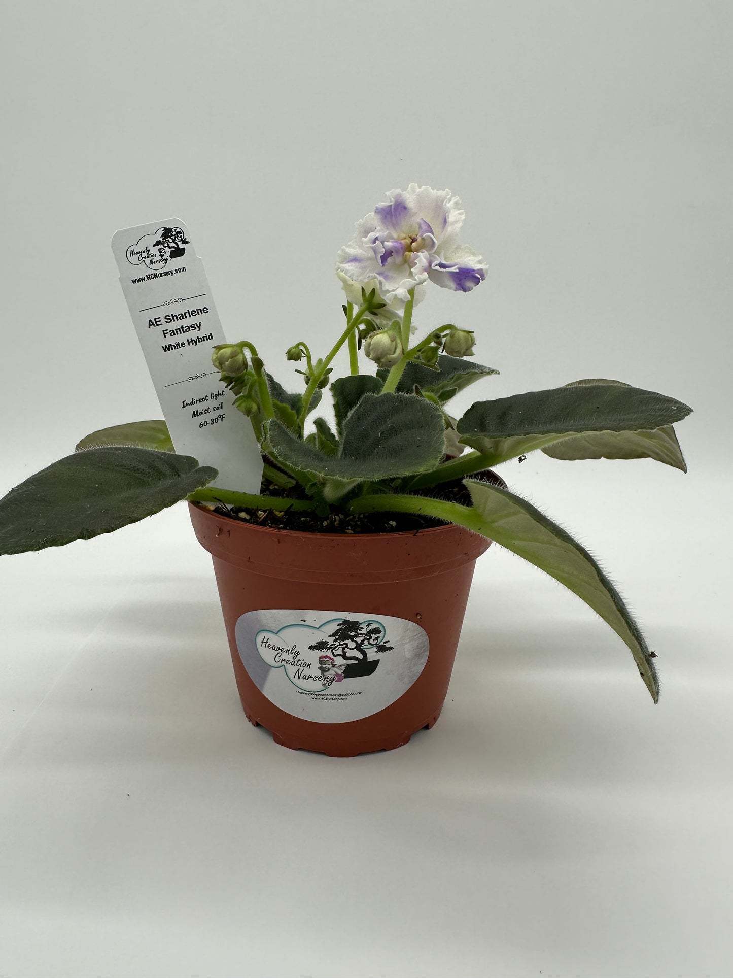 AE Sharlene Fantasy White Hybrid - Live African Violet 4
