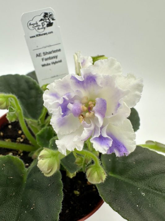 AE Sharlene Fantasy White Hybrid - Live African Violet 4