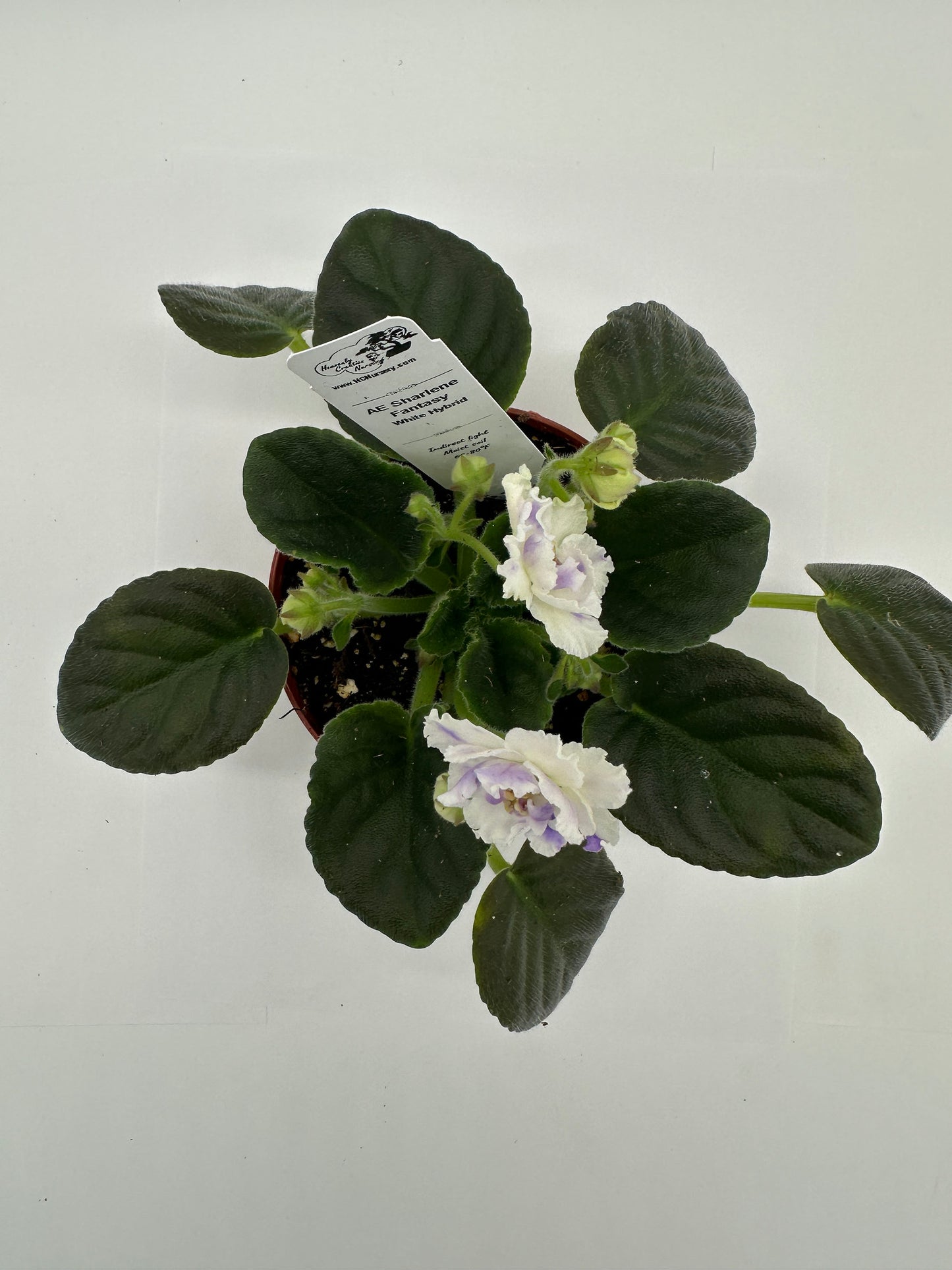 AE Sharlene Fantasy White Hybrid - Live African Violet 4