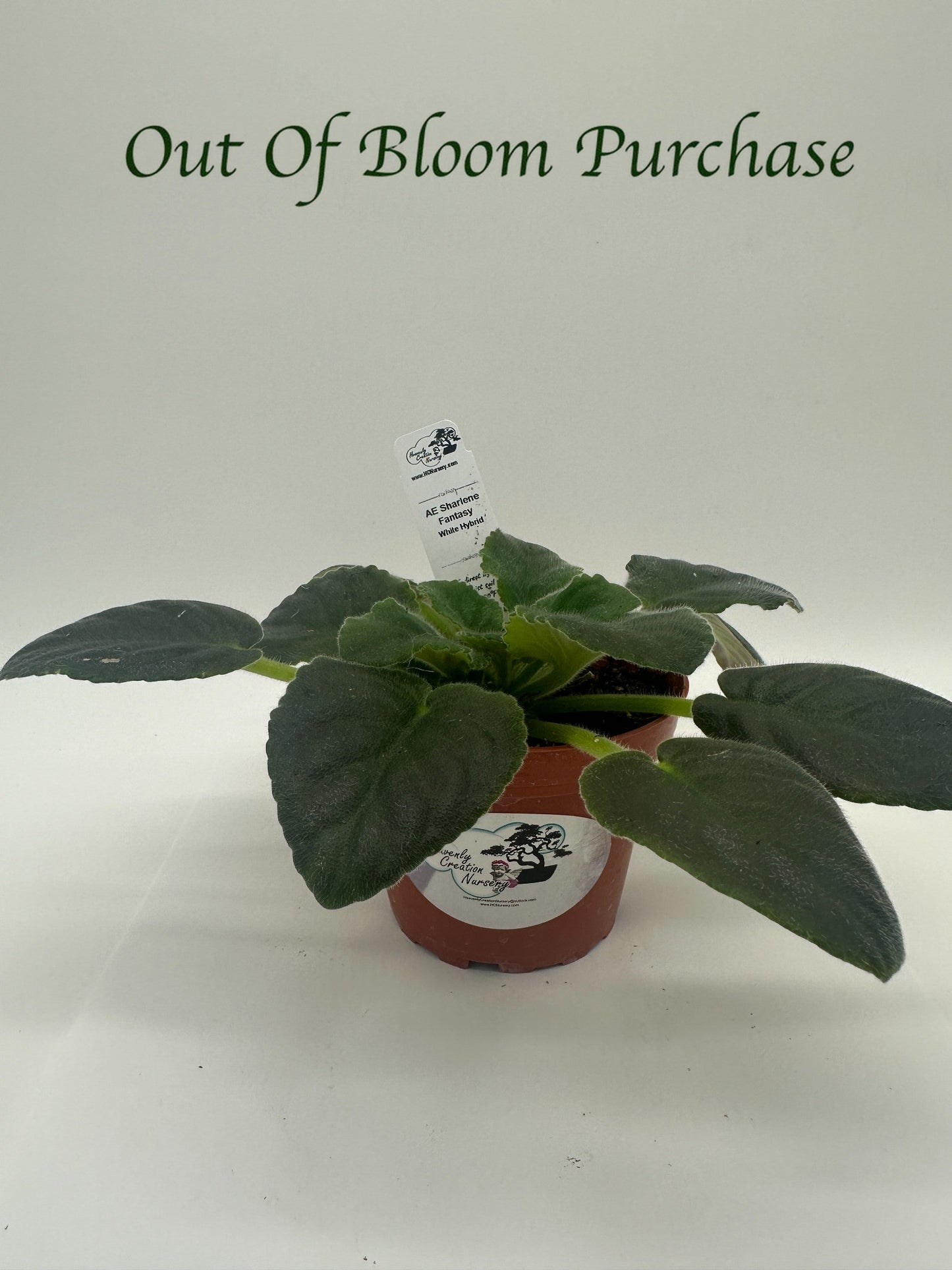 AE Sharlene Fantasy White Hybrid - Live African Violet 4