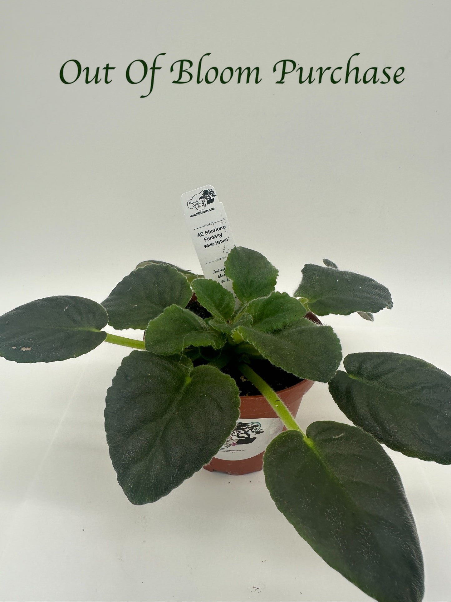 AE Sharlene Fantasy White Hybrid - Live African Violet 4