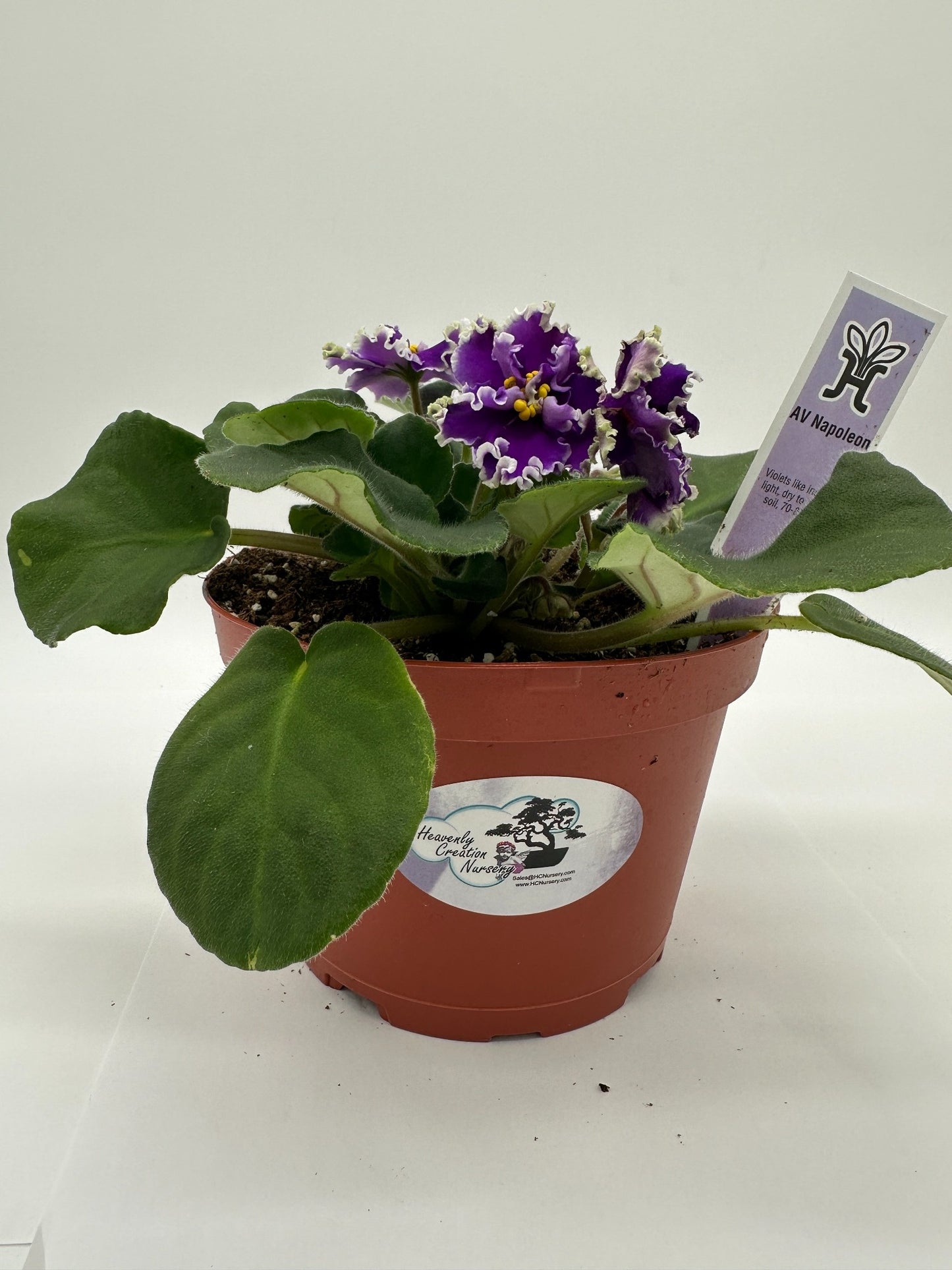 AV Napoleon - Live African Violet 6"