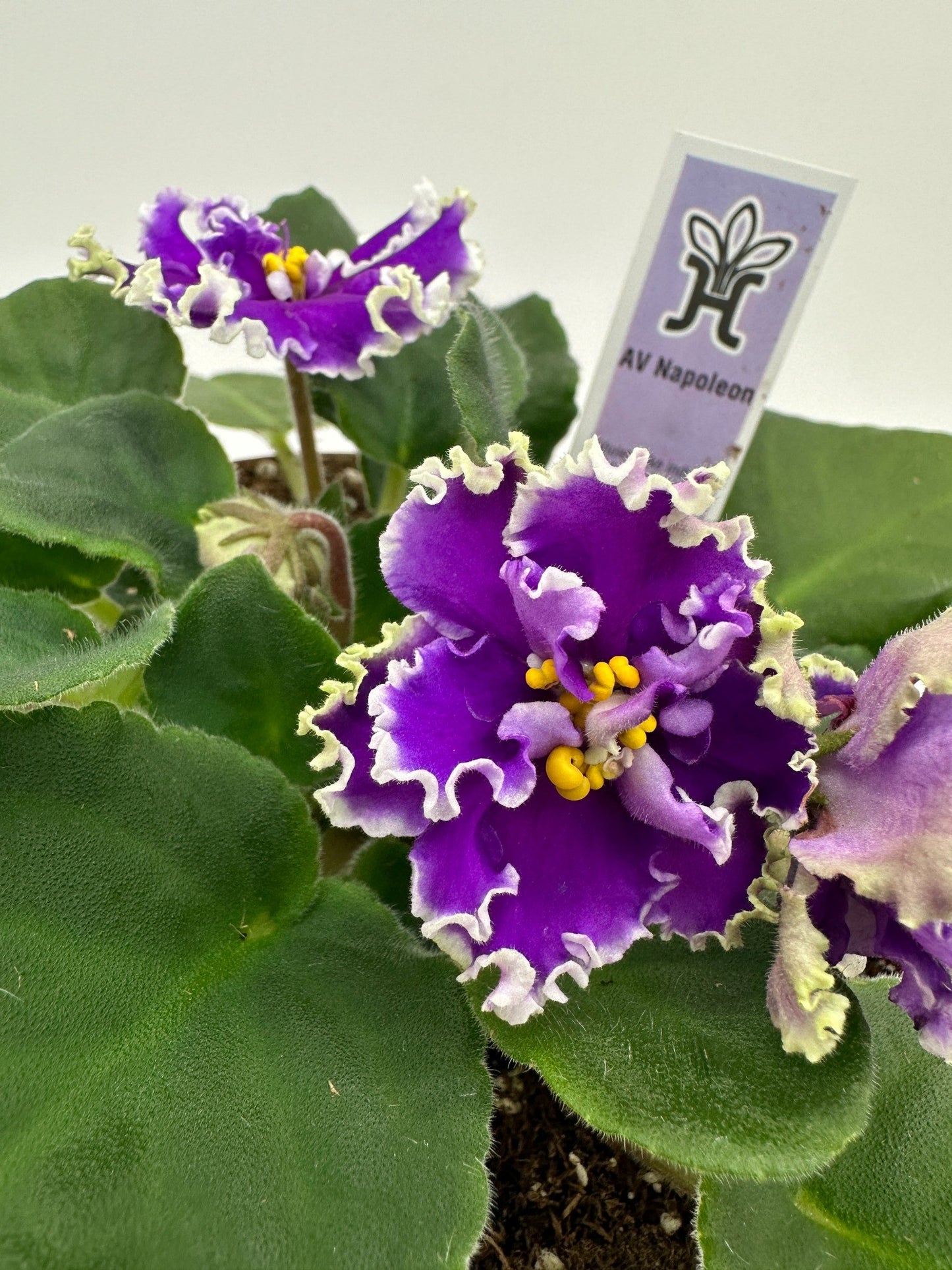 AV Napoleon - Live African Violet 6"