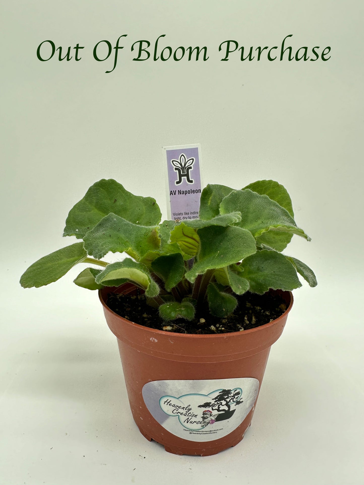 AV Napoleon - Live African Violet 4"