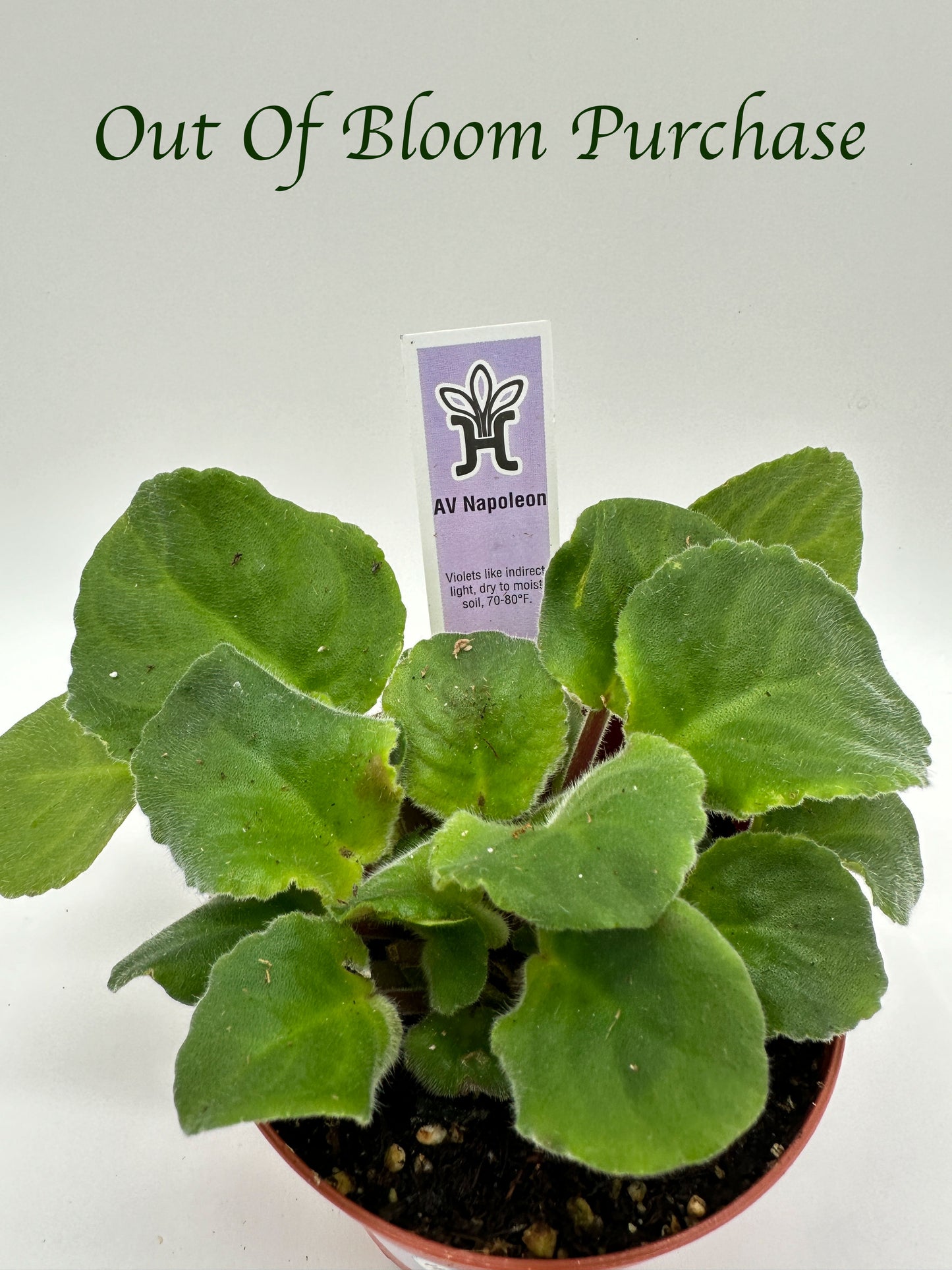 AV Napoleon - Live African Violet 4"