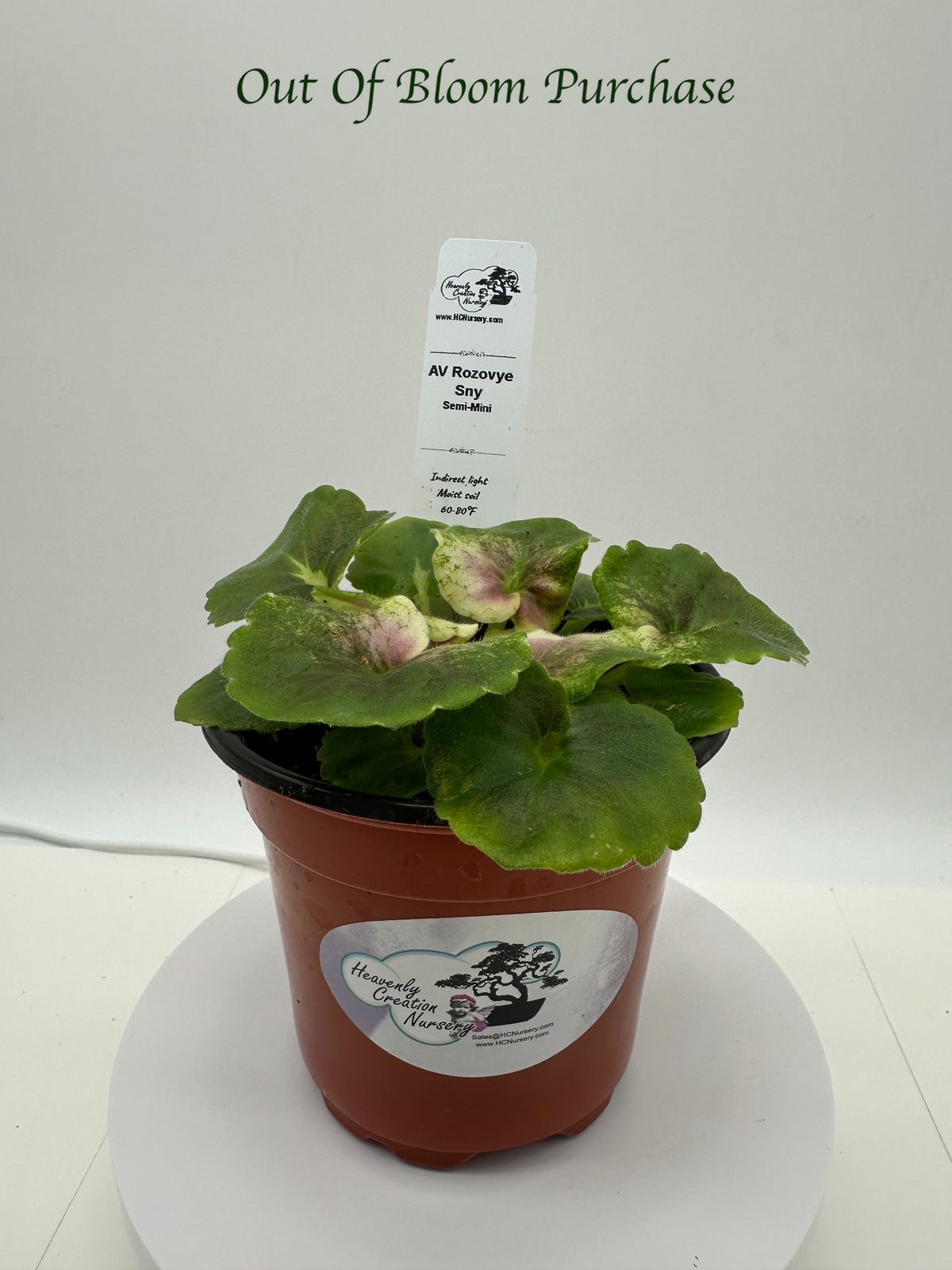 AV Rozovye Sny - Live African Violet 4"