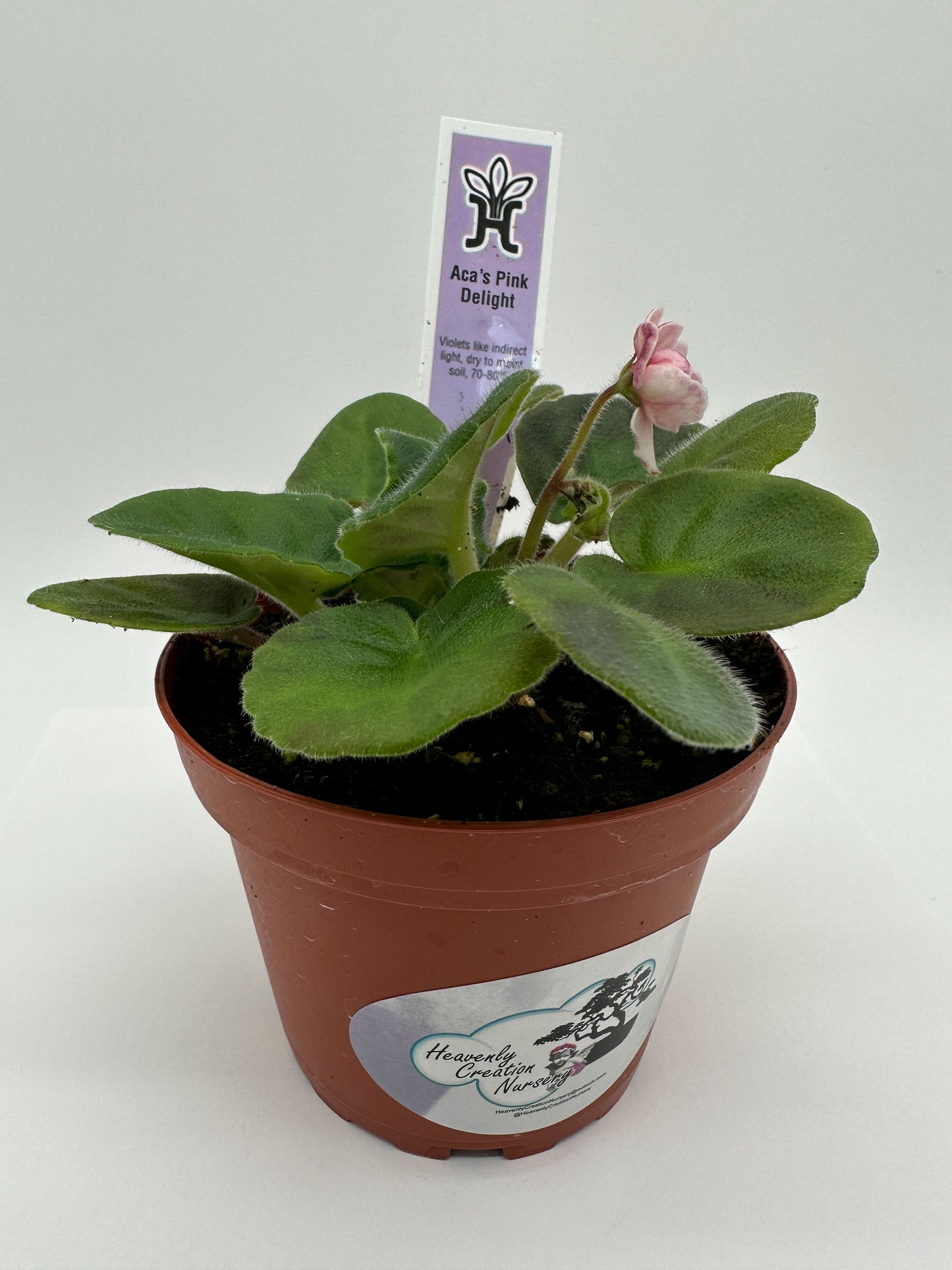 Aca's Pink Delight - Live African Violet 4"