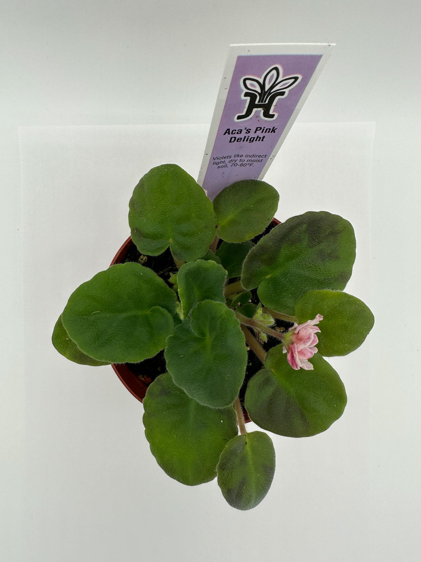 Aca's Pink Delight - Live African Violet 4"