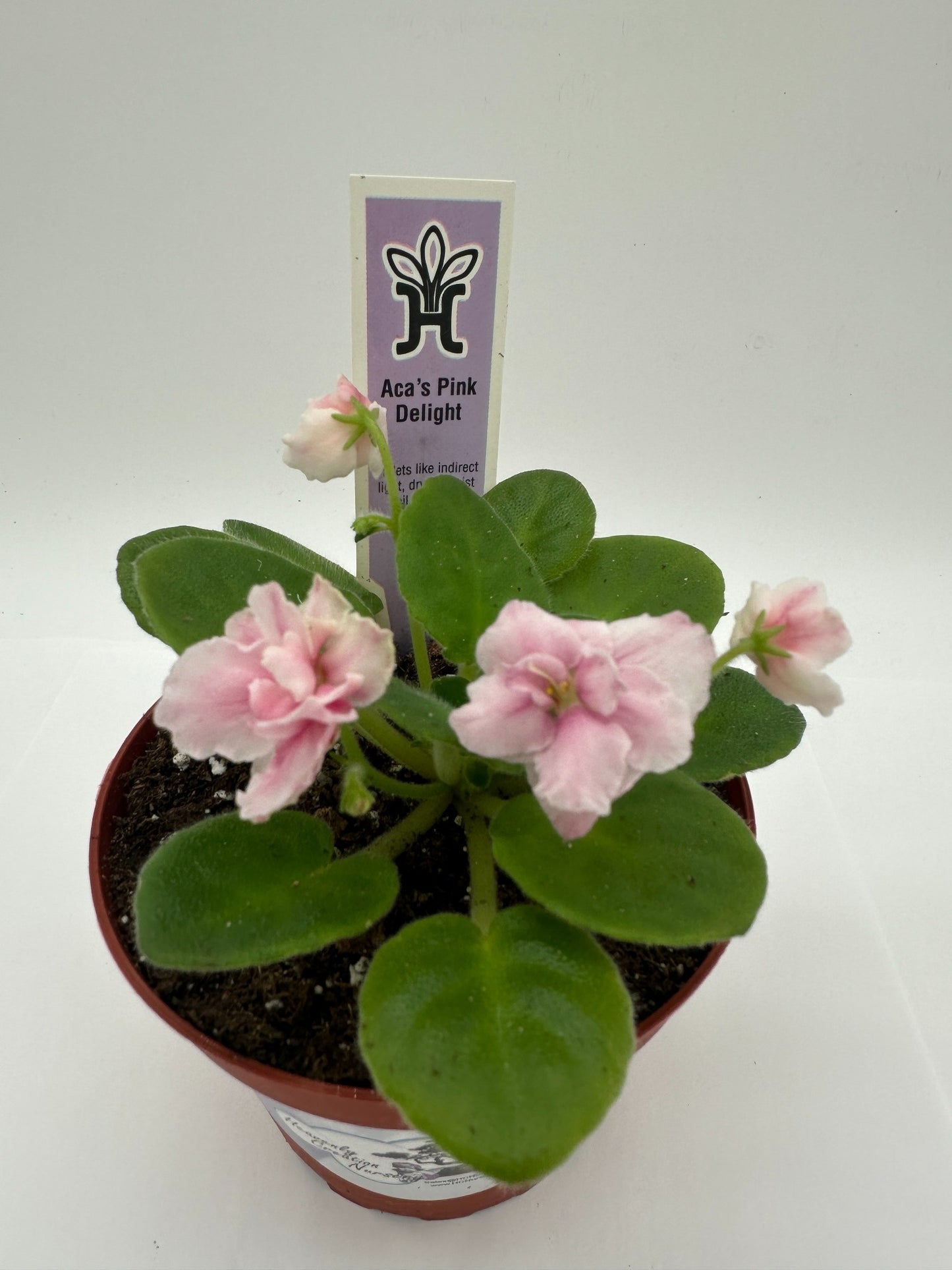 Aca's Pink Delight - Live African Violet 4"