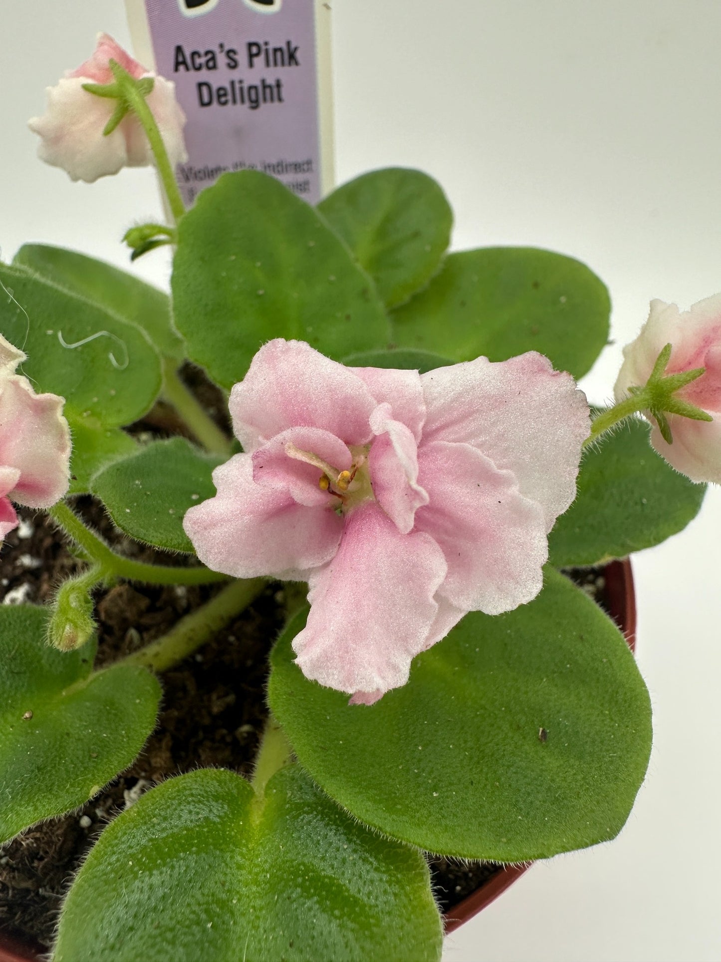 Aca's Pink Delight - Live African Violet 4"