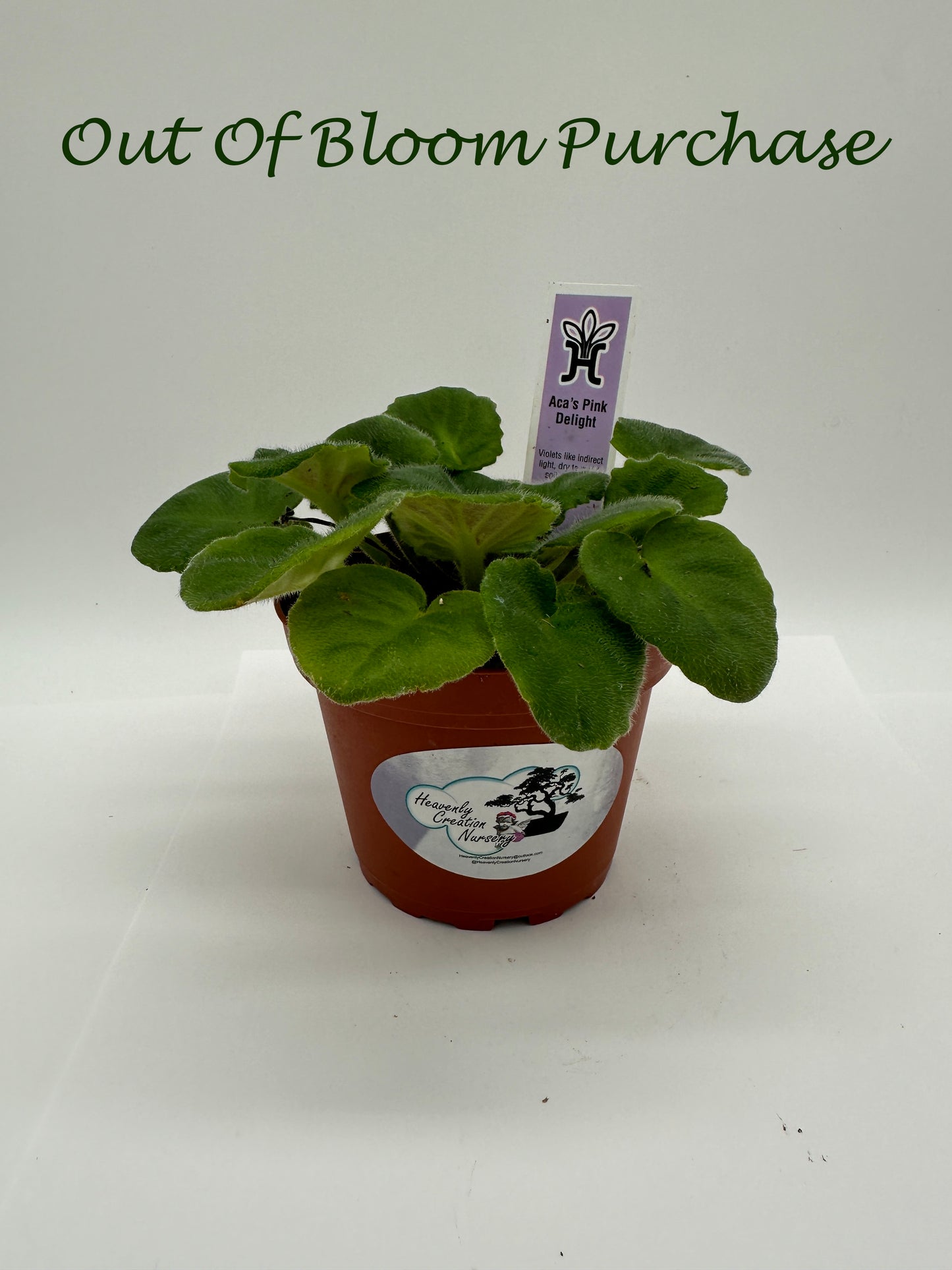 Aca's Pink Delight - Live African Violet 4"