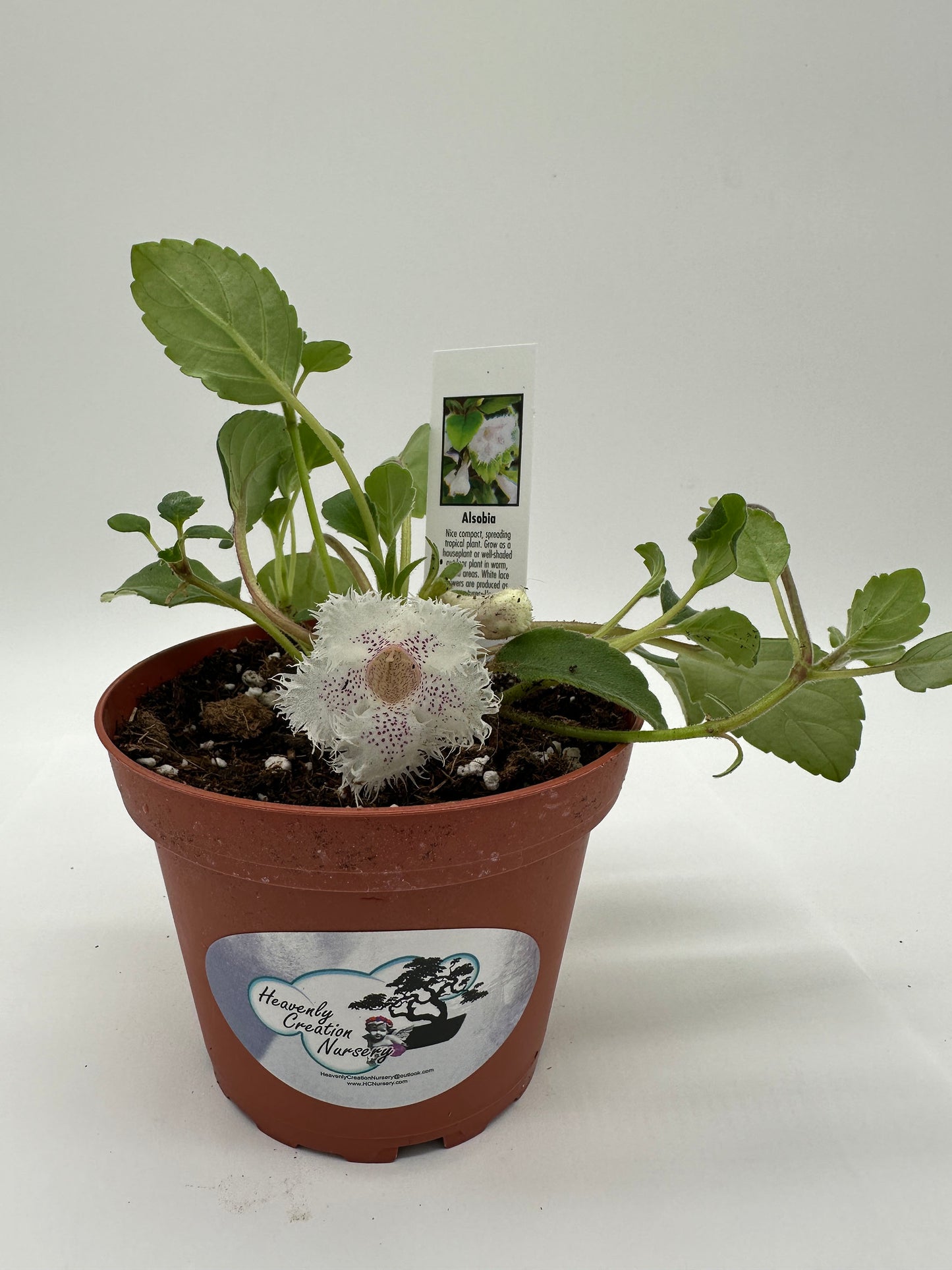 Alsobia 'Cygnet' - Live Plant 4"