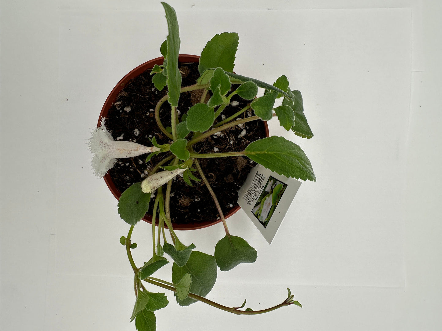 Alsobia 'Cygnet' - Live Plant 4"