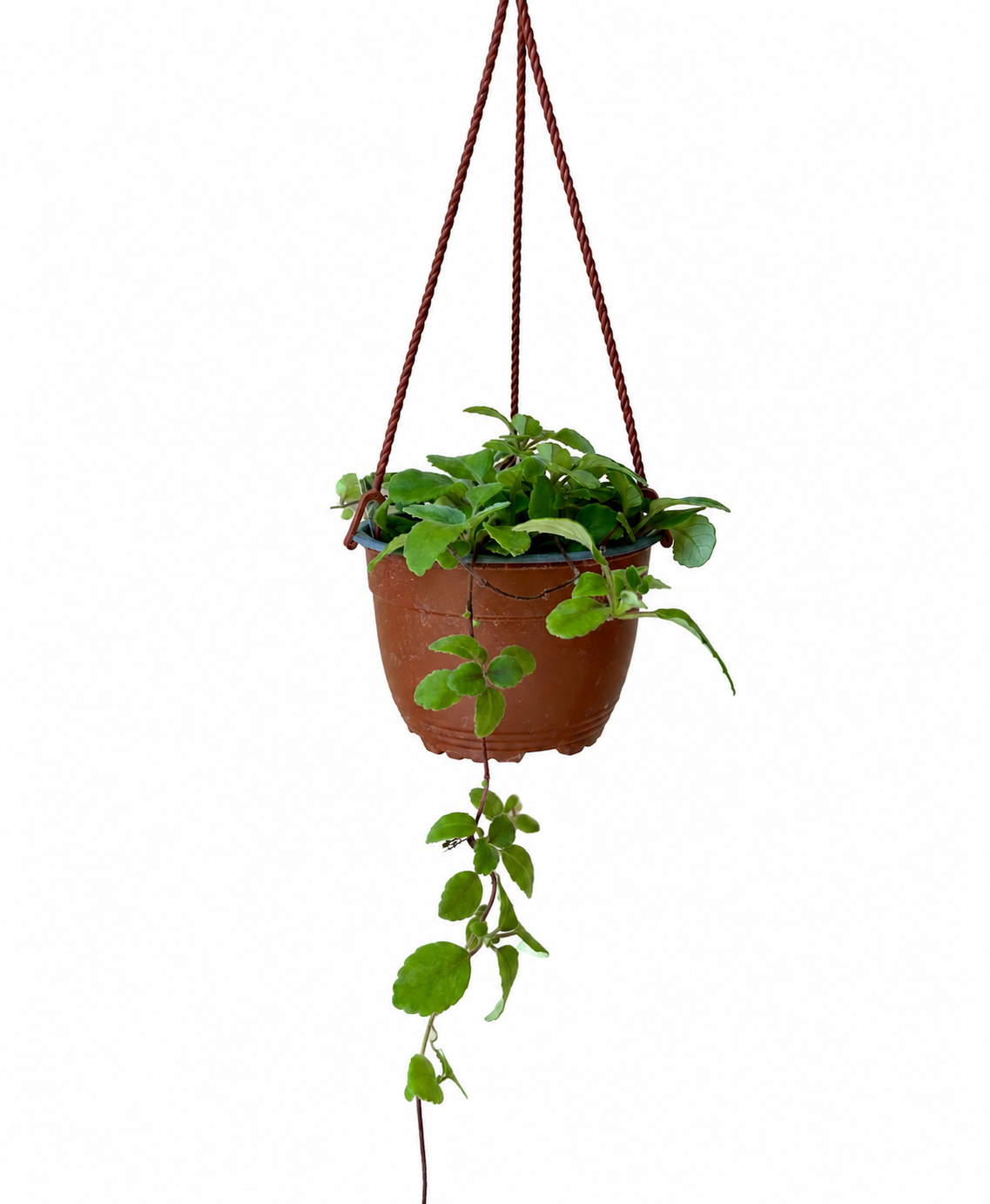 Alsobia 'Cygnet' - Live Plant 6" Hanging Basket